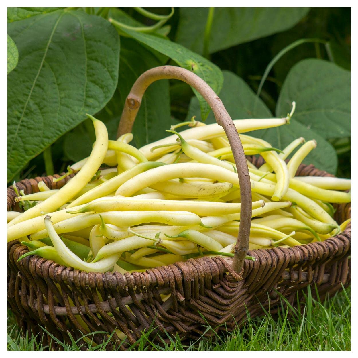 Everwilde Farms - 100 Golden Wax Yellow Bean Seeds - Non-GMO, Heirloom Vegetable Seeds for Planting - Gold Vault Jumbo Seed Packet - Perfect for Home Gardens, Raised Beds & Container Planting