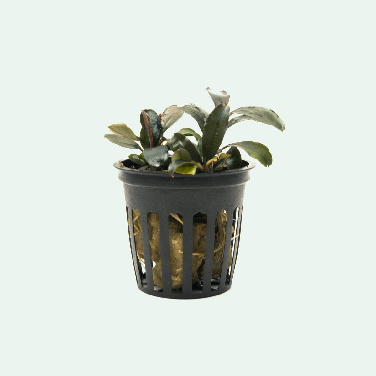 Bucephalandra Black Pearl Aquatic Plant - Rare Live Aquarium Plant for Fish Tank Decoration, Perfect for Aquascaping and Shrimp Tanks
