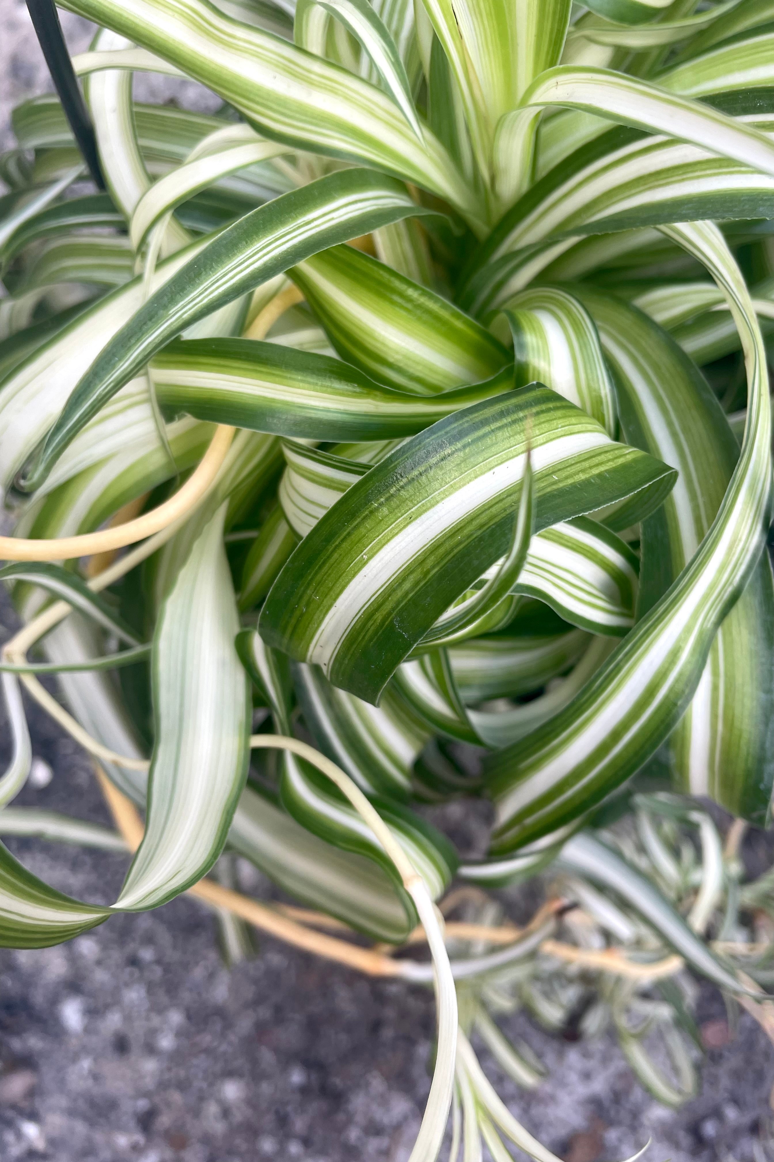 Chlorophytum Comosum 'Bonnie' - 6