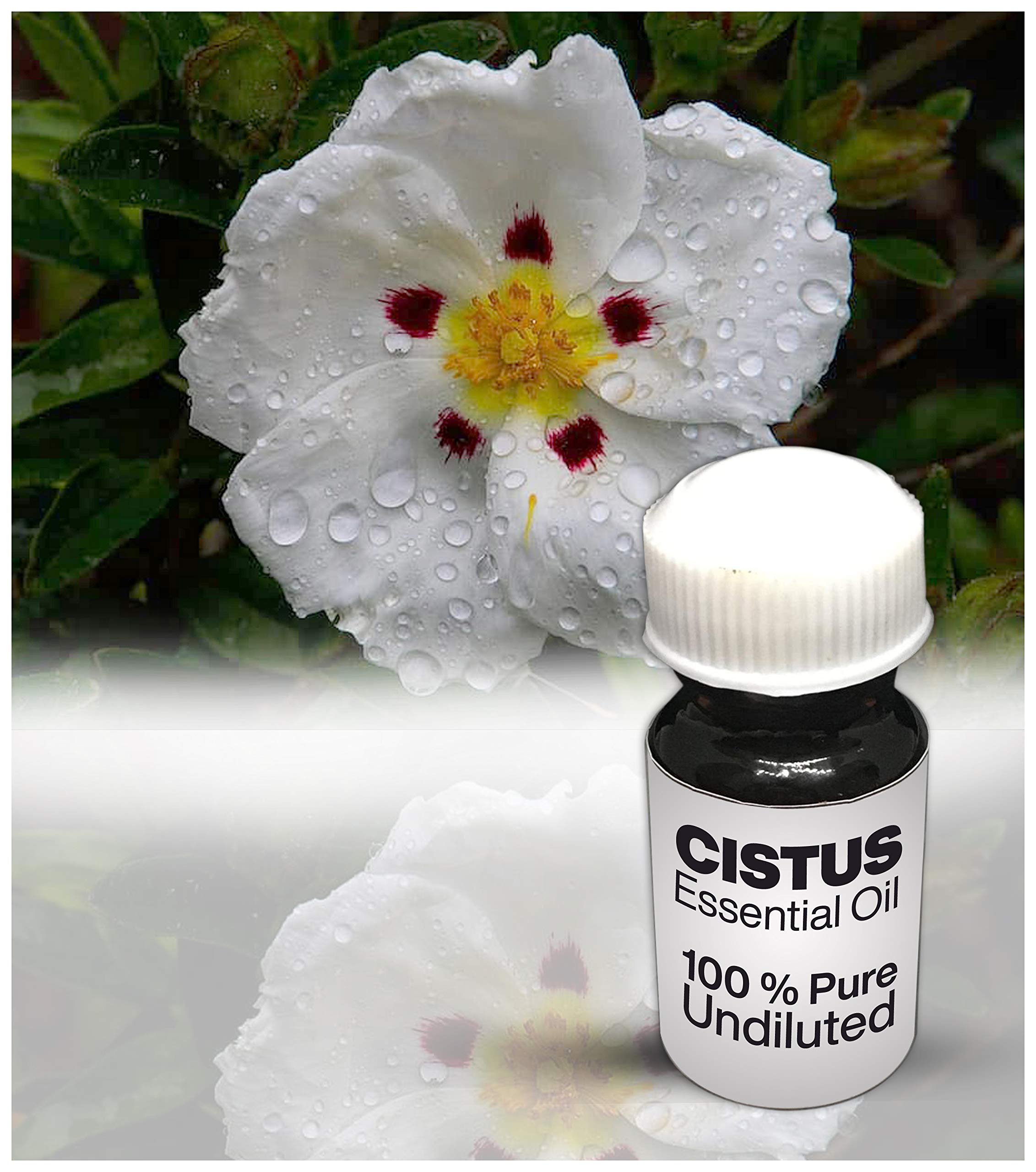100% Pure Cistus Essential Oil Undiluted - Premium Quality Therapeutic Grade (8.45 fl oz/250ml) for Aromatherapy, Skin Care & Relaxation