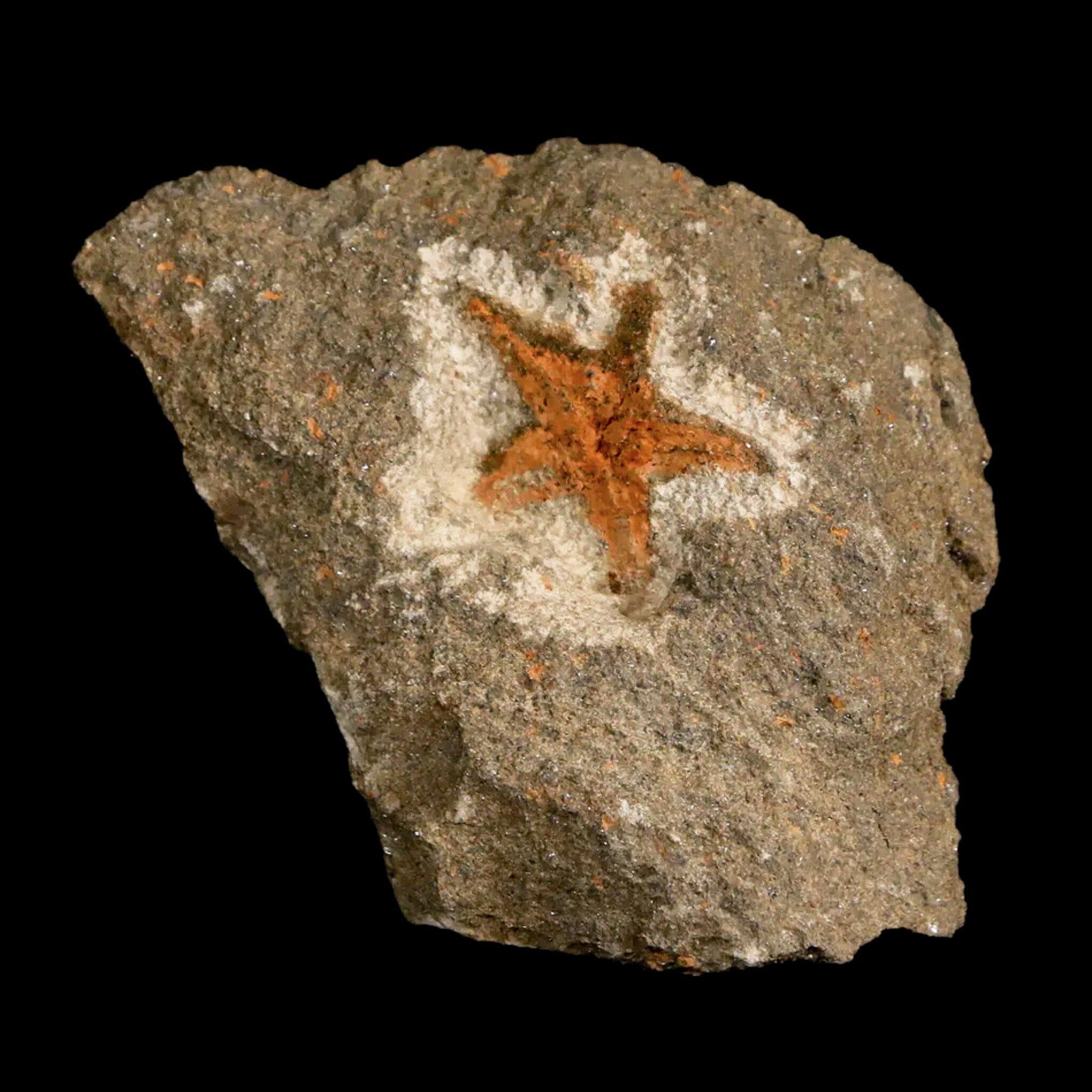 20MM Brittlestar Petraster Starfish Fossil - Ordovician Age Blekus Morocco - COA Included - Perfect for Collectors, Home Decor & Educational Displays