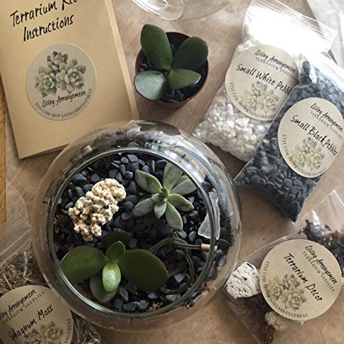 Complete DIY Terrarium Kit with Glass Jar, Plants & Decor - Create Your Own Mini Garden | Perfect for Home Decor, Office Desk & Gift Giving
