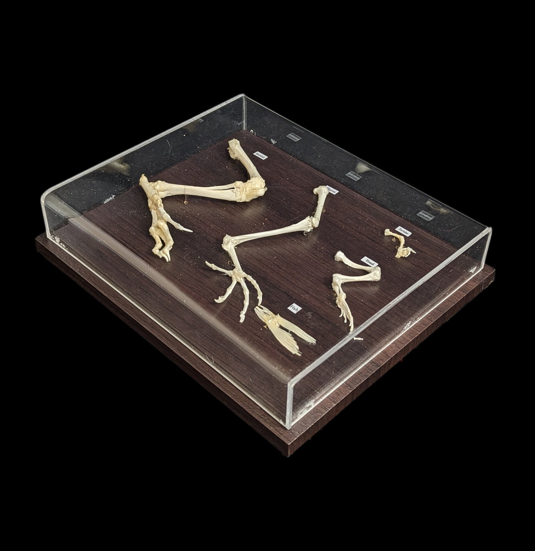 Comparative Analysis of Hind Limbs in Animals - Study Guide for Biology & Veterinary Students | Perfect for Research, Dissection Labs & Anatomy Classes