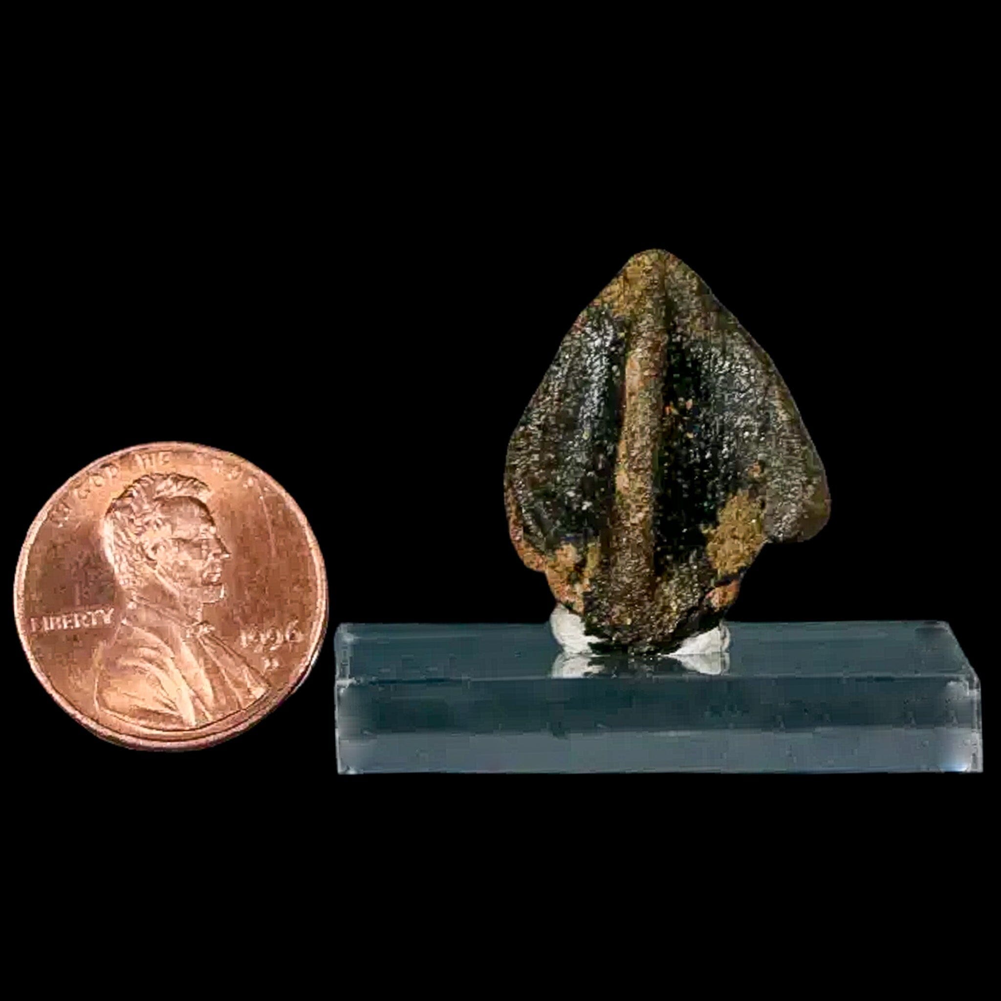 XXL Triceratops Fossil Tooth Crown - Authentic Dinosaur Fossil from Lance Creek Formation, Cretaceous Period - Includes COA & Display Stand - Perfect for Paleontology Enthusiasts, Museum-Quality Collectibles & Educational Displays