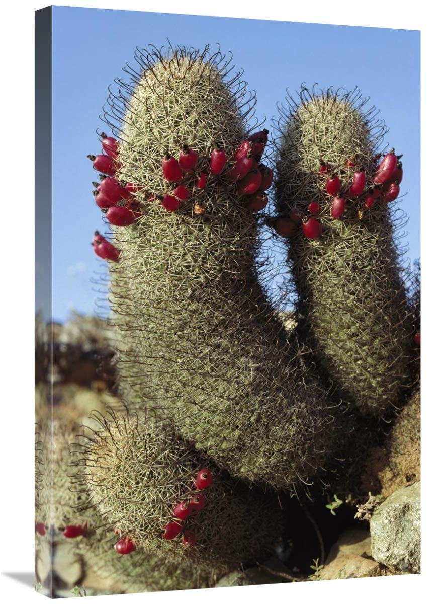 Fishhook Cactus in Bloom Canvas Art Print - 20x30 Inch Santa Catalina Island Landscape - Baja California Mexico Wall Decor for Living Room, Office & Bedroom