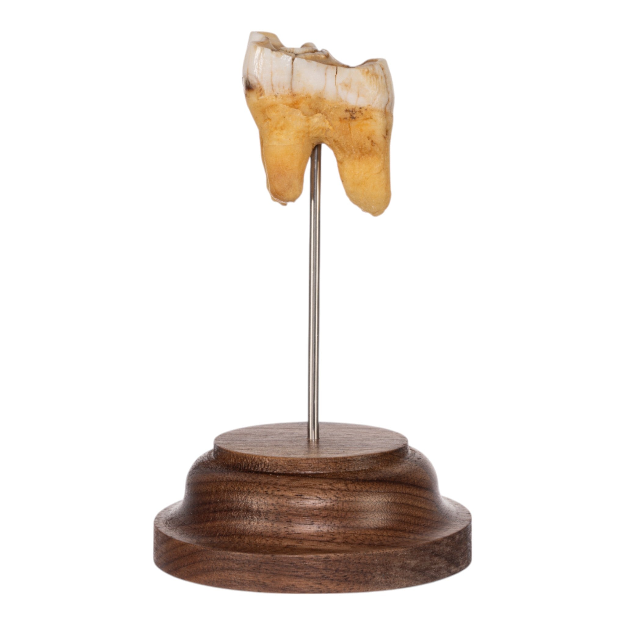 Authentic Southern Giraffe Tooth Specimen on Display Stand - Perfect for Home Decor, Taxidermy Collections & Natural History Displays