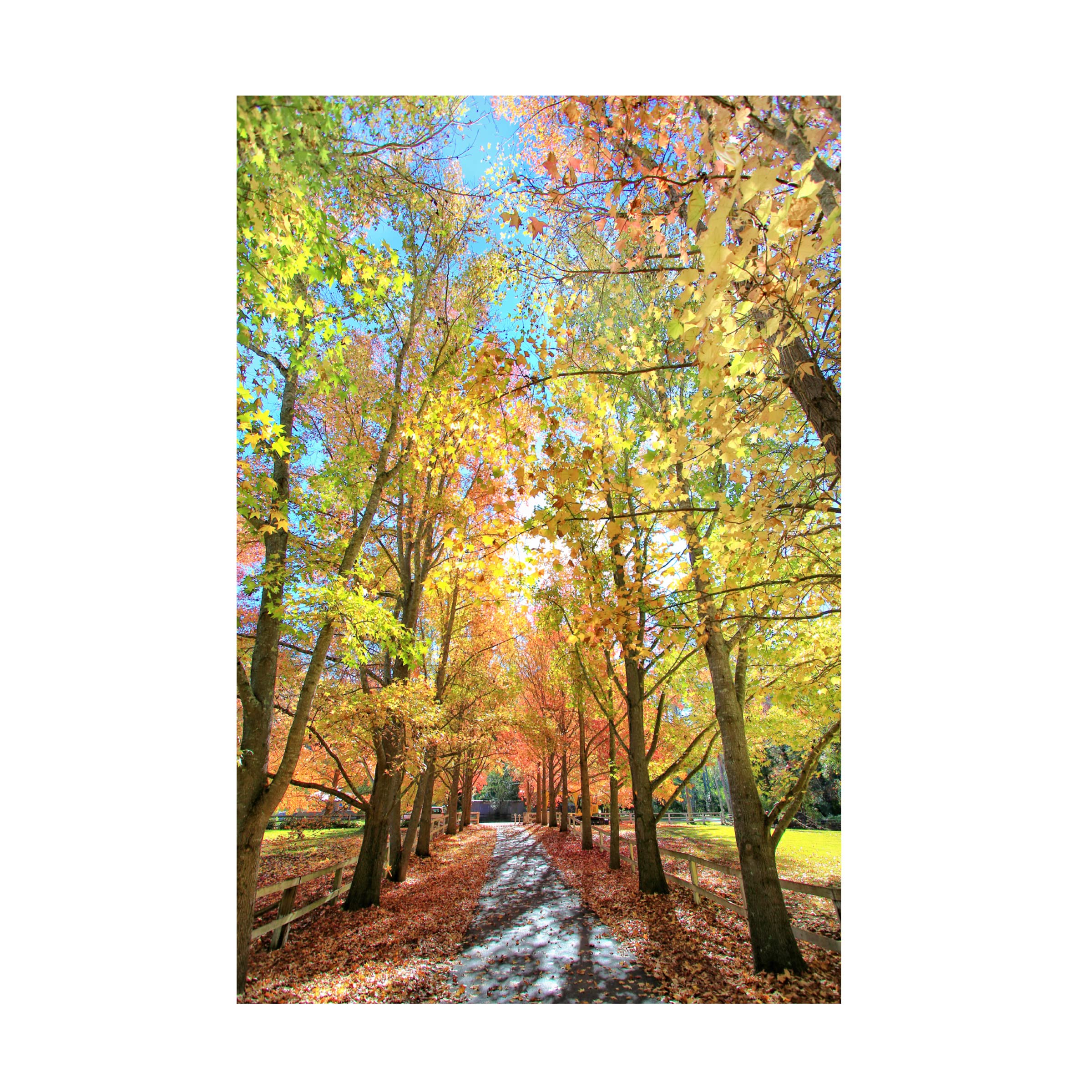 Trademark Fine Art 'Colours Of Autumn' Canvas Wall Art by Beata Czyzowska - Autumn Landscape Painting for Living Room, Bedroom & Office Decor