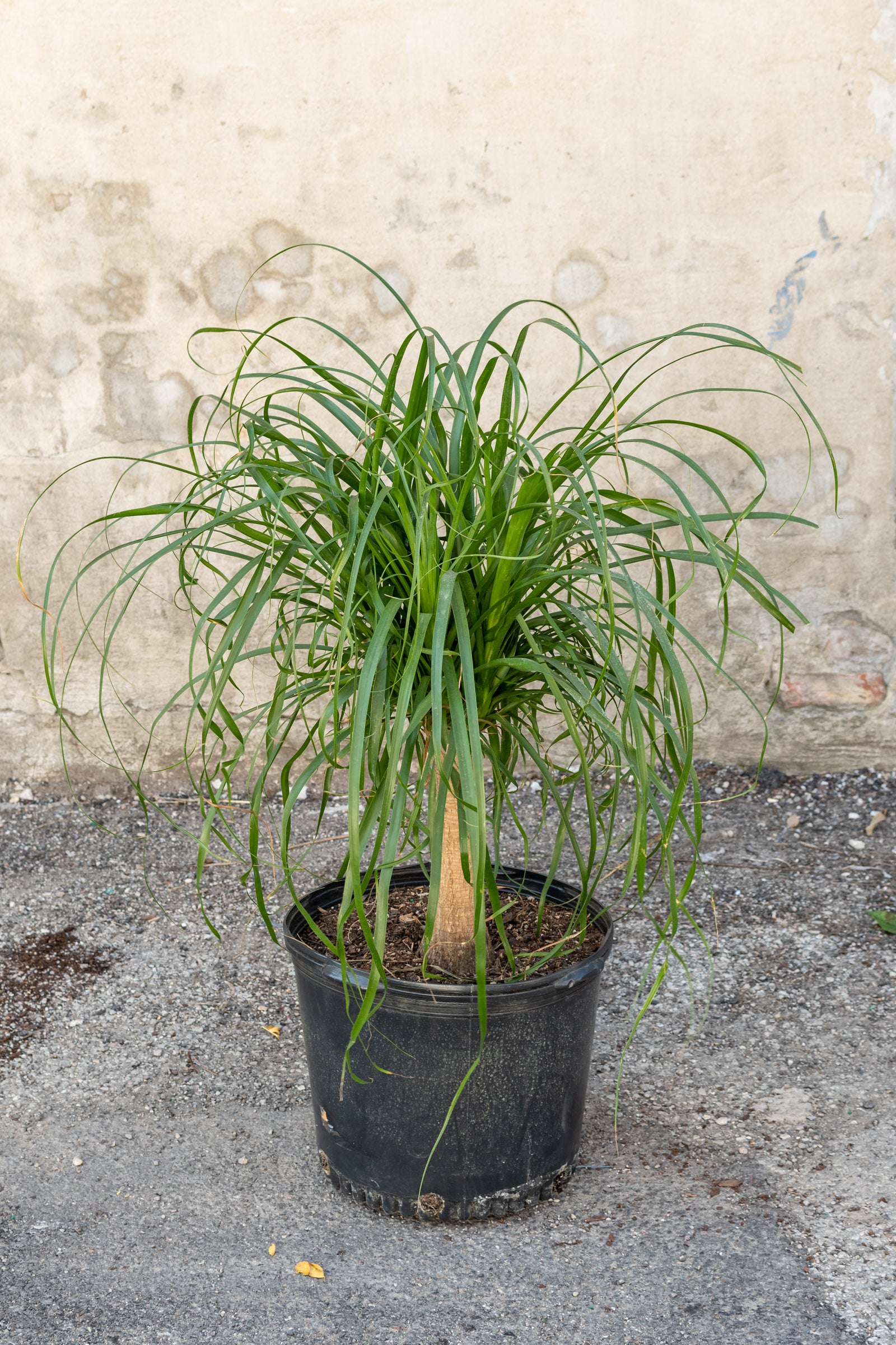 Beaucarnea Ponytail Palm 14