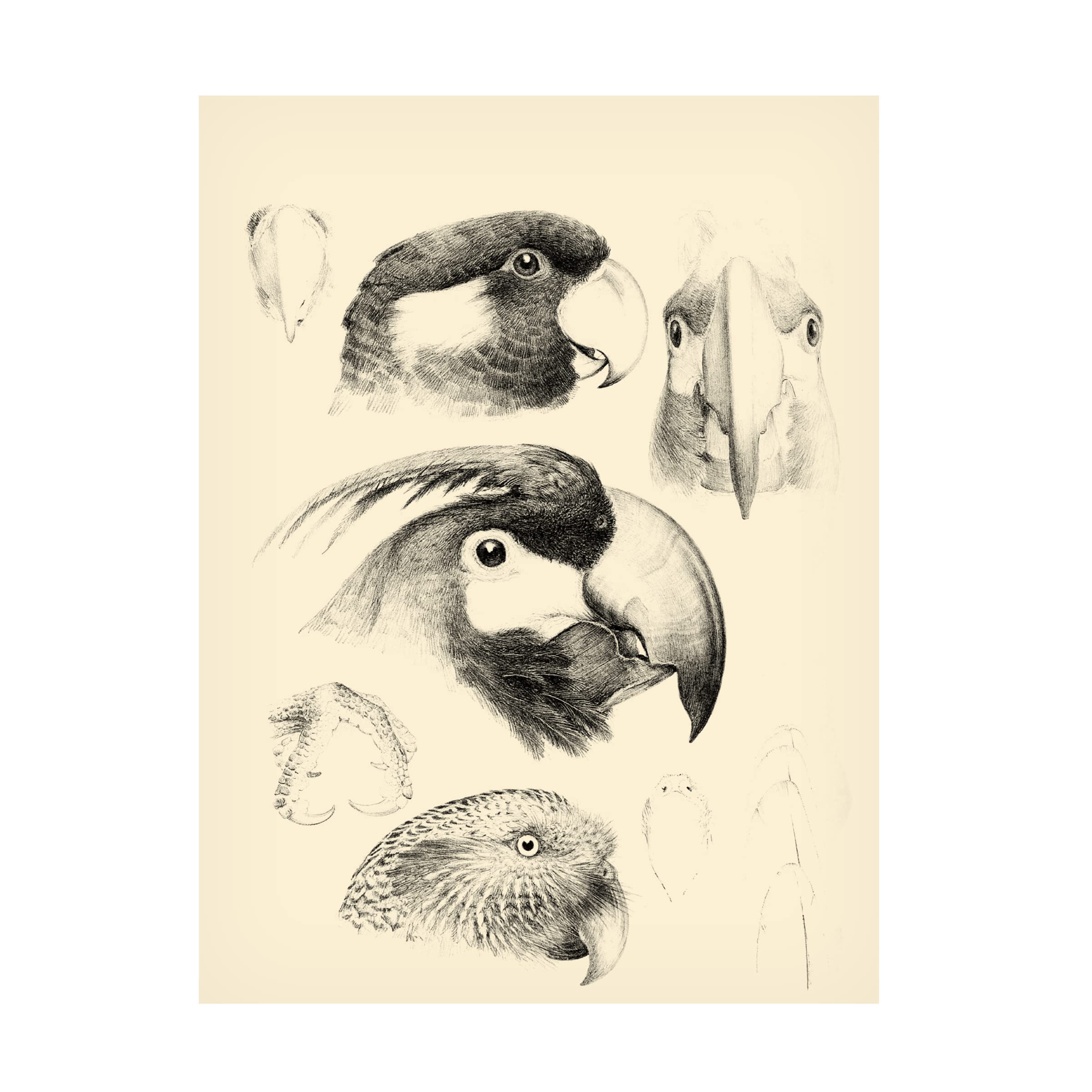 Trademark Fine Art 'Waterbird Sketchbook III' Canvas Wall Art Print by Vision Studio - Perfect for Living Room, Bedroom & Office Decor