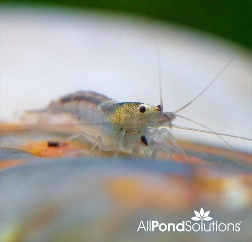 Bumble Bee Shrimp (Caridina cf. Breviata) - Freshwater Aquarium Shrimp for Nano Tanks & Planted Aquascapes