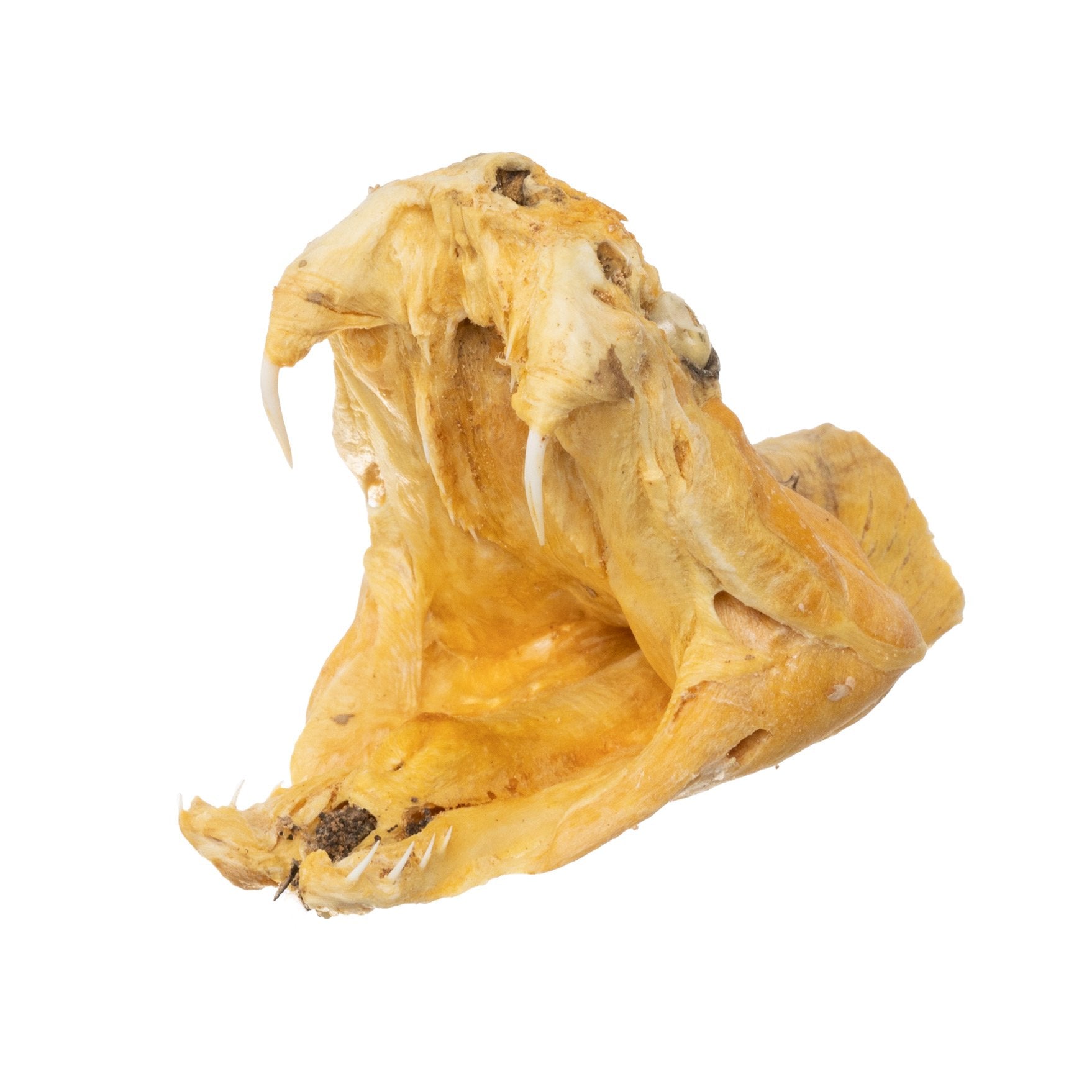 Preserved Rattlesnake Head - Authentic Taxidermy Specimen for Home Decor, Western Style, and Unique Gifts - Perfect for Halloween, Cabin Decor, and Oddity Collections