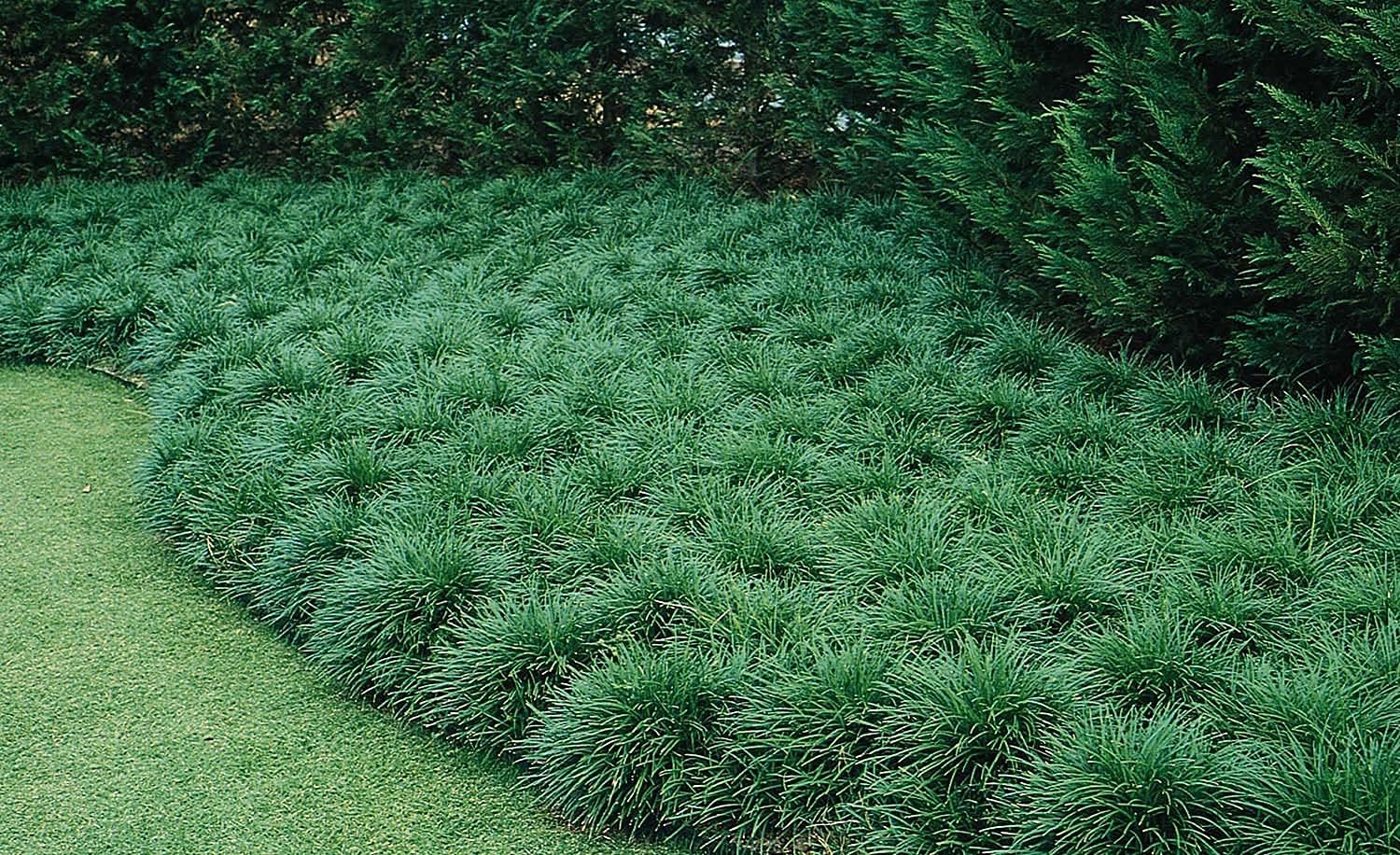 Mondo Grass Ophiopogon Japonicus - 12 Large Quart Size Live Plants | Shade-Tolerant Evergreen Ground Cover for Landscaping | Perfect for Borders, Rock Gardens & Container Planting