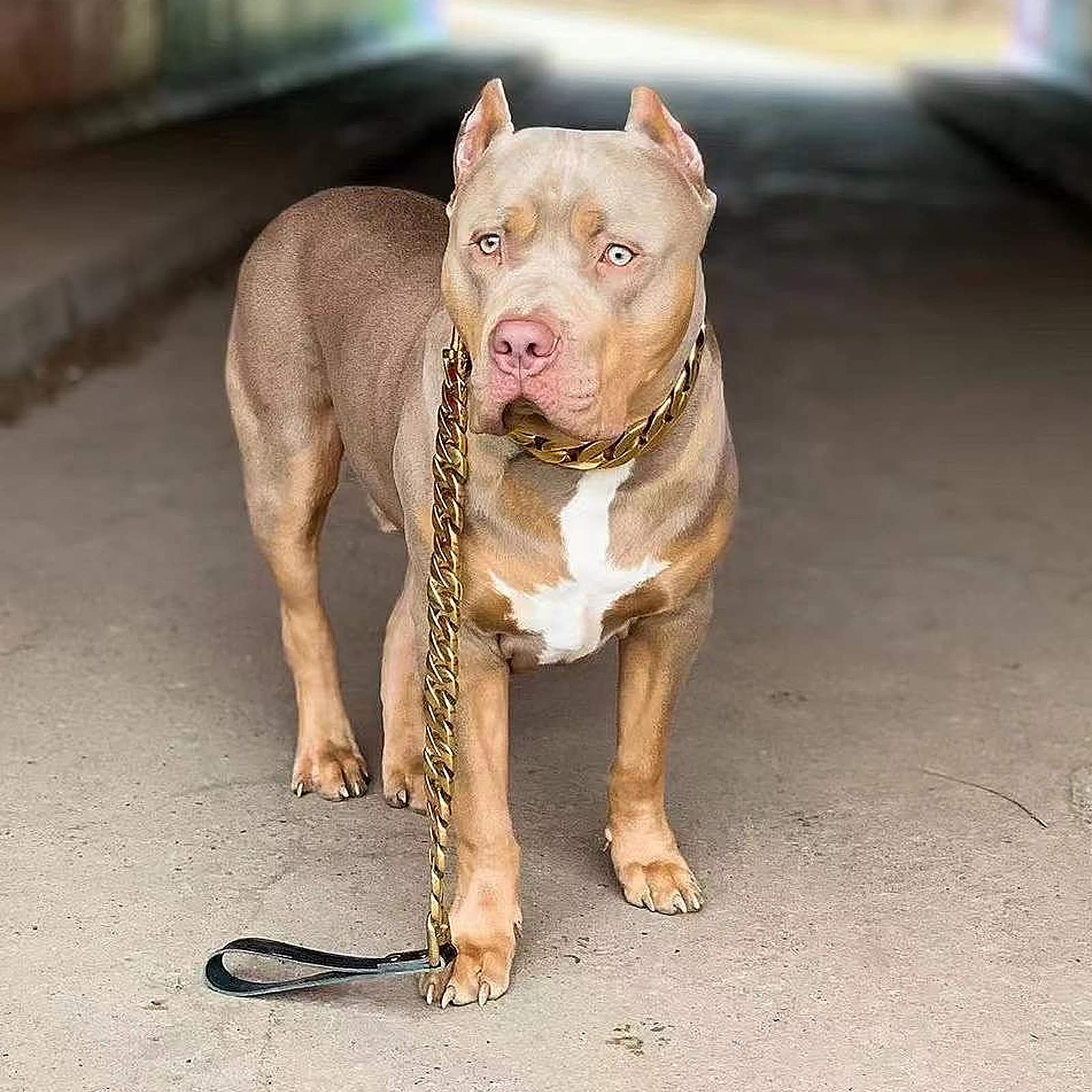 32mm Heavy Duty Big Dog Chain Collar with Cuban Link Leash - Strong Metal Choke Collar for Large Breed Dogs - Perfect for Training, Walking & Outdoor Adventures