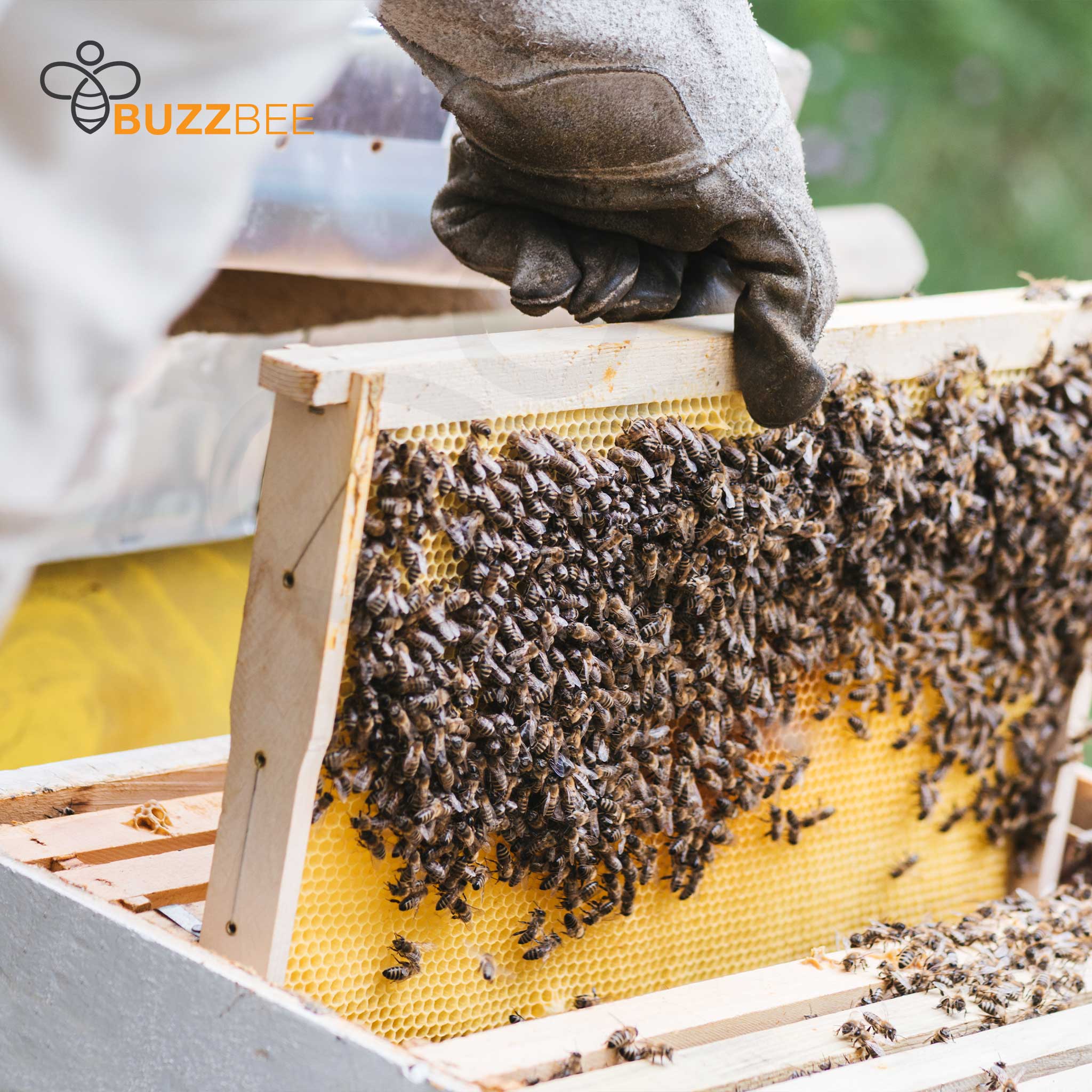 Live Honey Bees for Sale - DIY Beekeeping Starter Kit | Perfect for Backyard Hives, Pollination & Honey Production