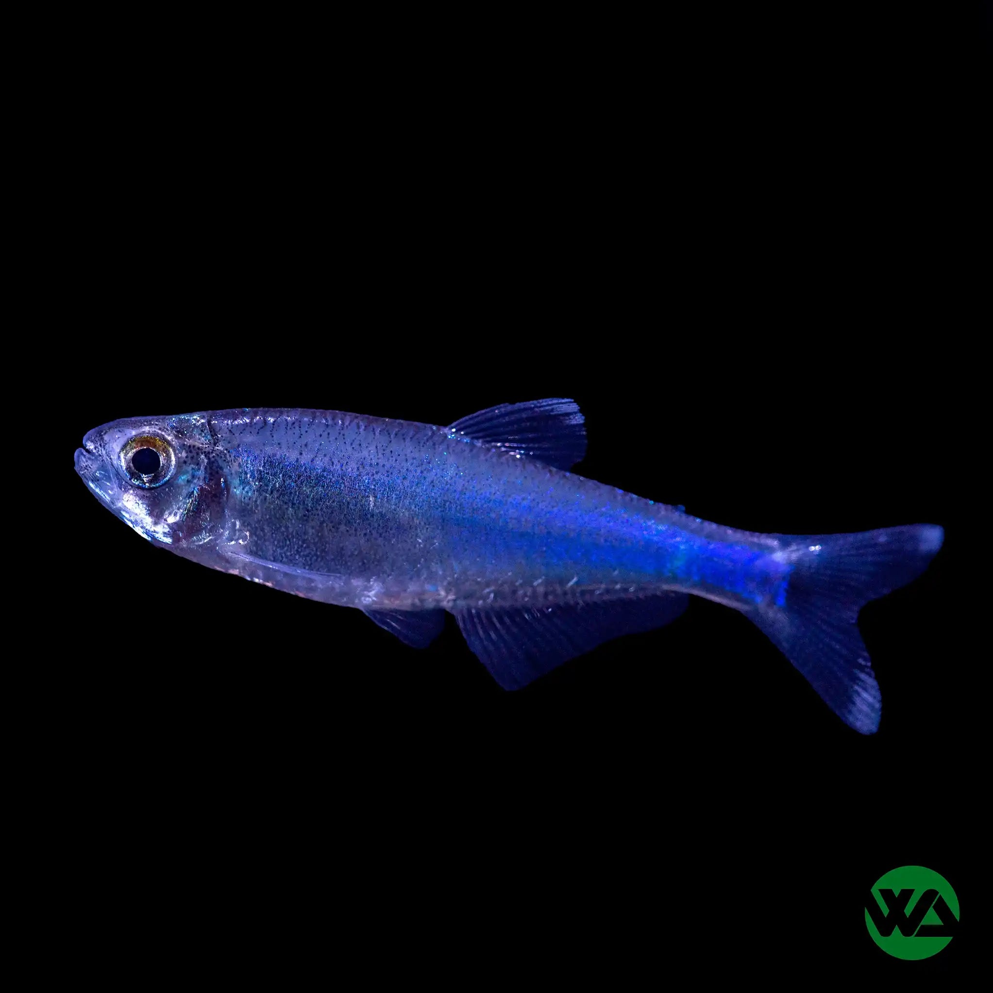 Blue King Tetra Fish (Boehlkea fredcochui) - Live Aquarium Fish for Tropical Freshwater Tanks, Community Aquariums & Fish Breeding | Vibrant Blue Color, Peaceful Temperament