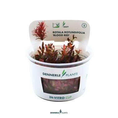 Dennerle Rotala Rotundifolia 'Blood Red' Live Aquarium Plant - In Vitro Tissue Culture for Freshwater Fish Tanks, Aquascaping & Planted Aquariums