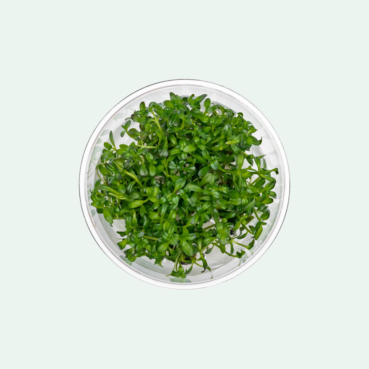 Rotala Florida Sunset Aquatic Plant for Aquariums - Live Freshwater Plant for Fish Tanks, Aquascaping, and Aquatic Gardens (Perfect for Nano Tanks, Shrimp Tanks, and Planted Aquariums)