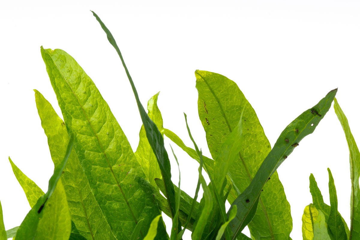 Microsorum Pteropus Java Fern on Driftwood - Perfect for Aquascaping & Natural Fish Tank Decor