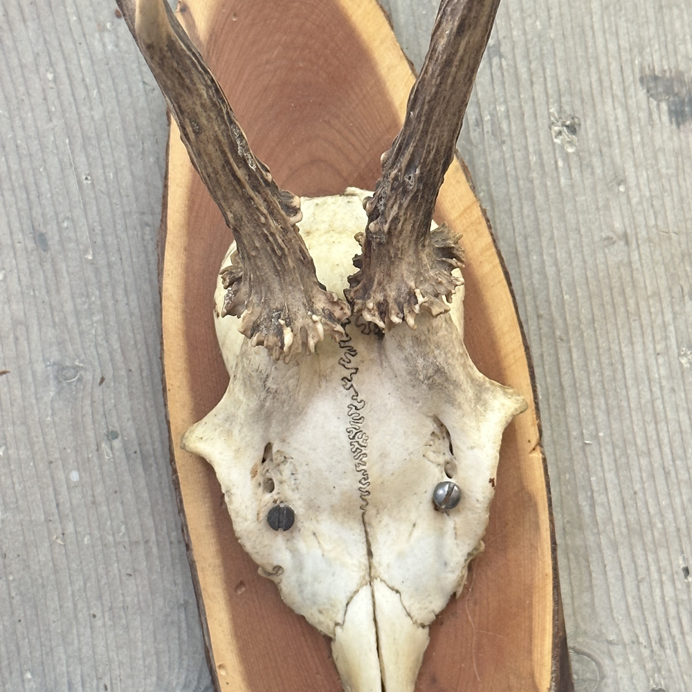 Black Forest Antlers on Plaque - Natural Deer Antler Decor for Cabin, Lodge & Hunting Room - Rustic Wall Mounted Trophy Display for Home & Office