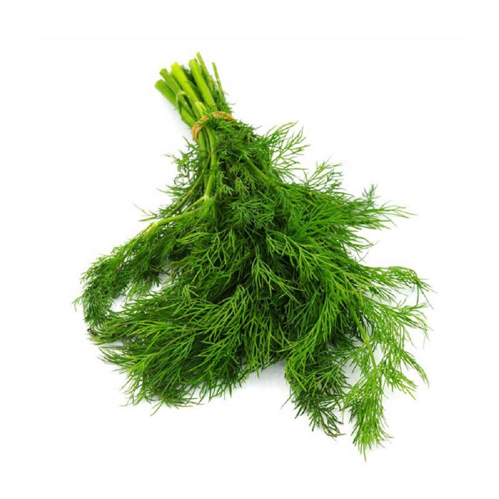 Cool Beans N Sprouts Bouquet Dill Seeds - 50 Count Pack for Home Gardening | Perfect for Herb Gardens, Container Planting & Fresh Culinary Use