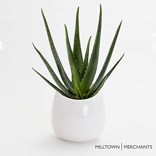 Modern White Ceramic Succulent Wall Planters - 2 Pack Hanging Vases for Living Walls | Indoor/Outdoor Home Decor, Office Plants, Vertical Garden Decorations