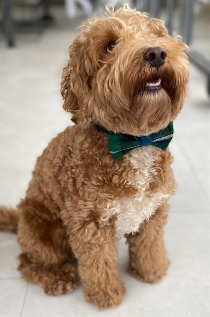 Stylish Dog Bow Tie - Adjustable Pet Necktie for Small & Large Dogs - Perfect for Weddings, Parties & Photo Shoots