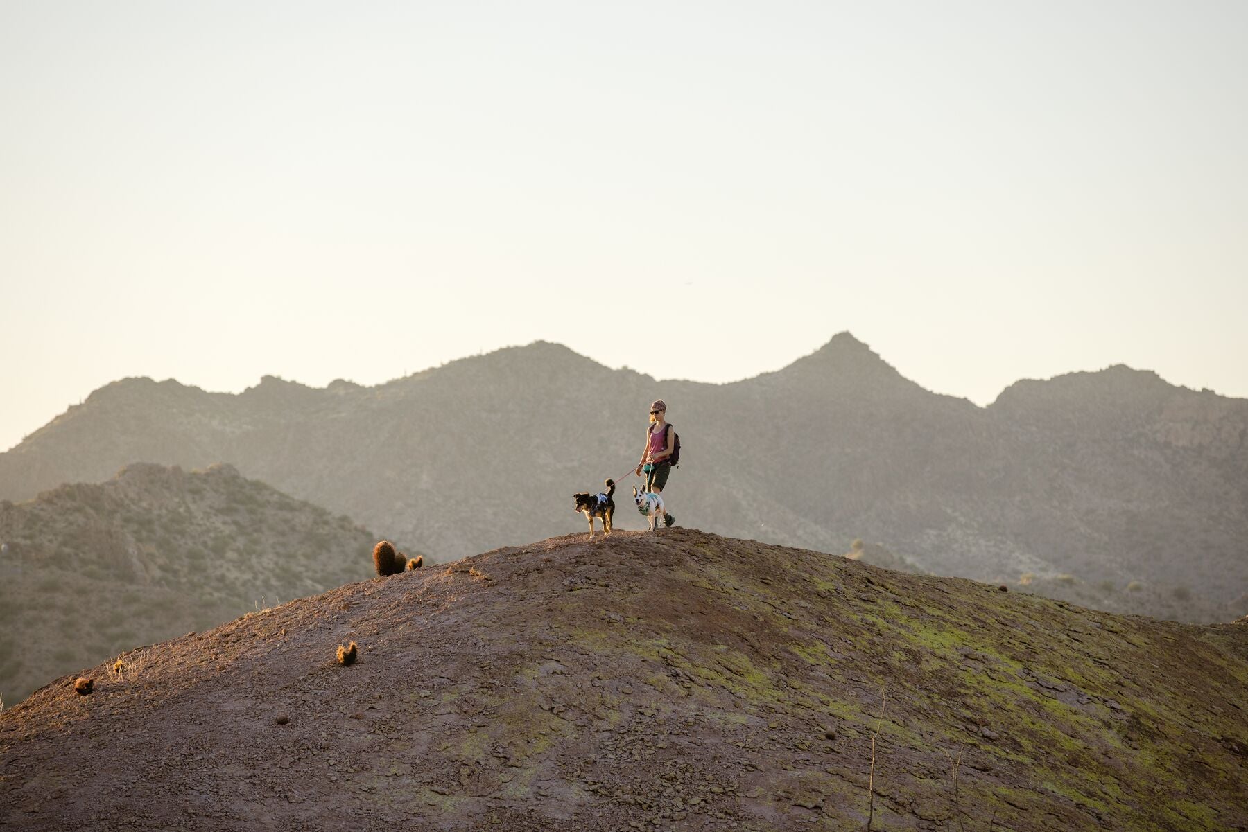 Ruffwear Hi & Light® Ultralight Dog Harness in Phosphorescent Yellow (Lichen Green) - Perfect for Hiking, Running & Outdoor Adventures with Your Pet