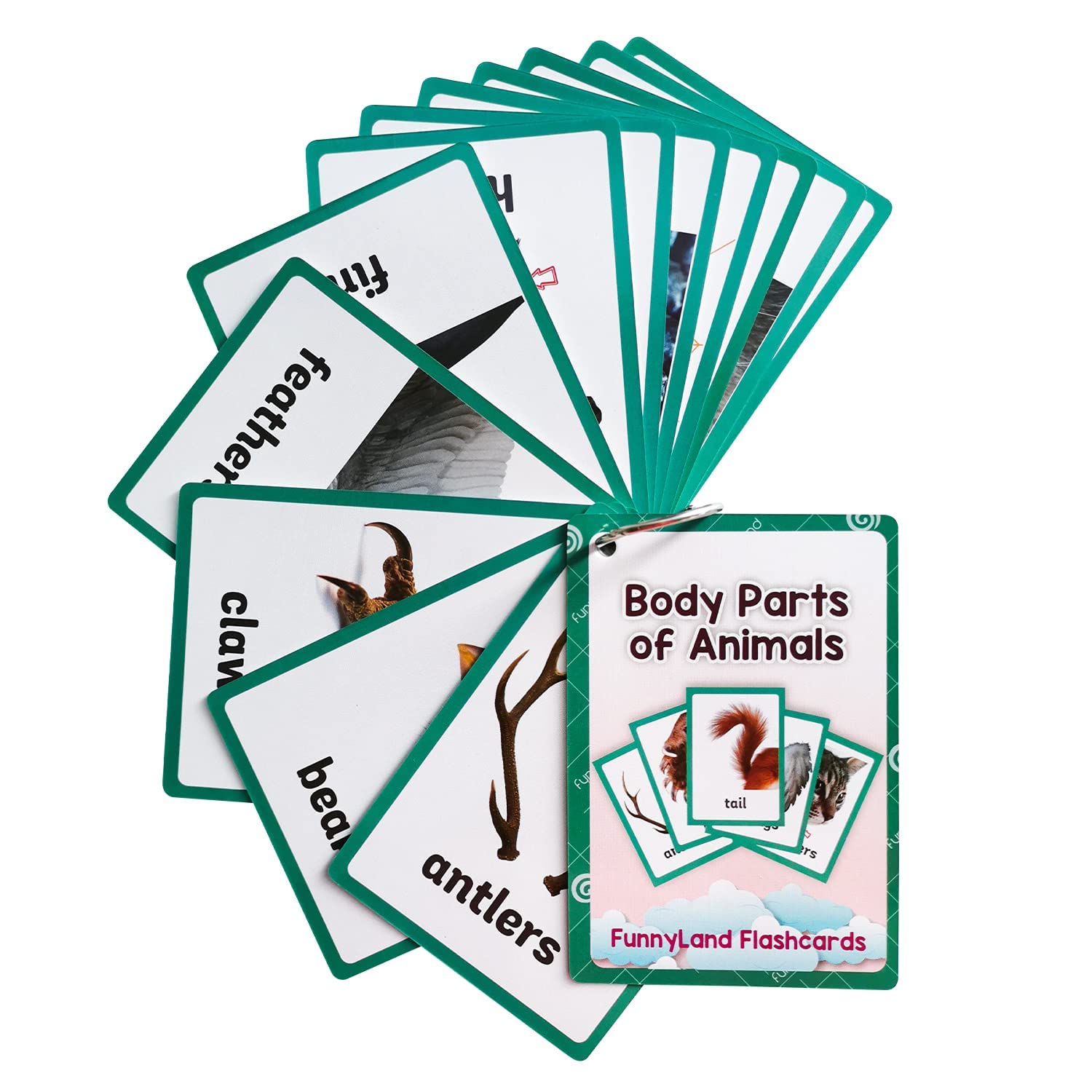 Lilias Animal Body Parts Flash Cards for Toddlers - Preschool & Kindergarten Learning Toys - Homeschool & Classroom Educational Supplies - 12-Piece Set (4.3
