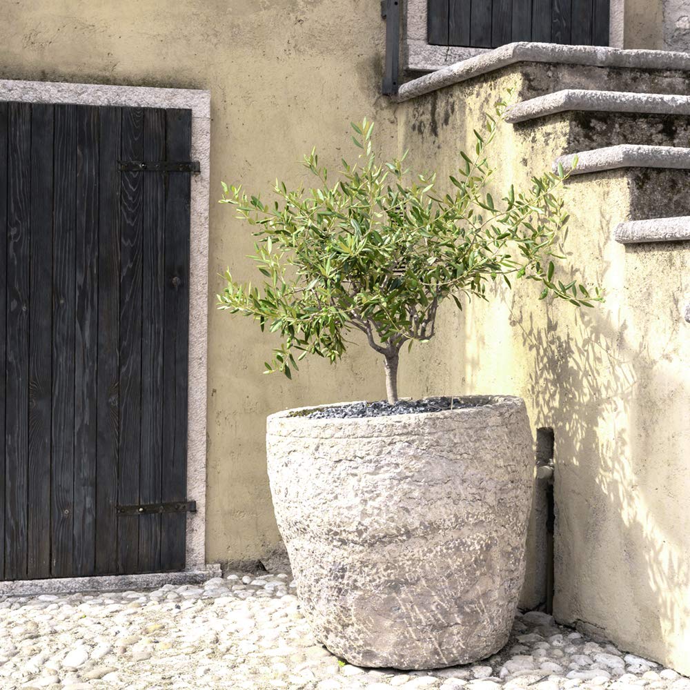 PERFECT PLANTS Arbequina Olive Tree Live Plant 4-5 Feet Tall - Indoor/Outdoor Fruit Bearing Tree with Care Guide - Perfect for Home Gardens, Patios & Mediterranean Landscaping