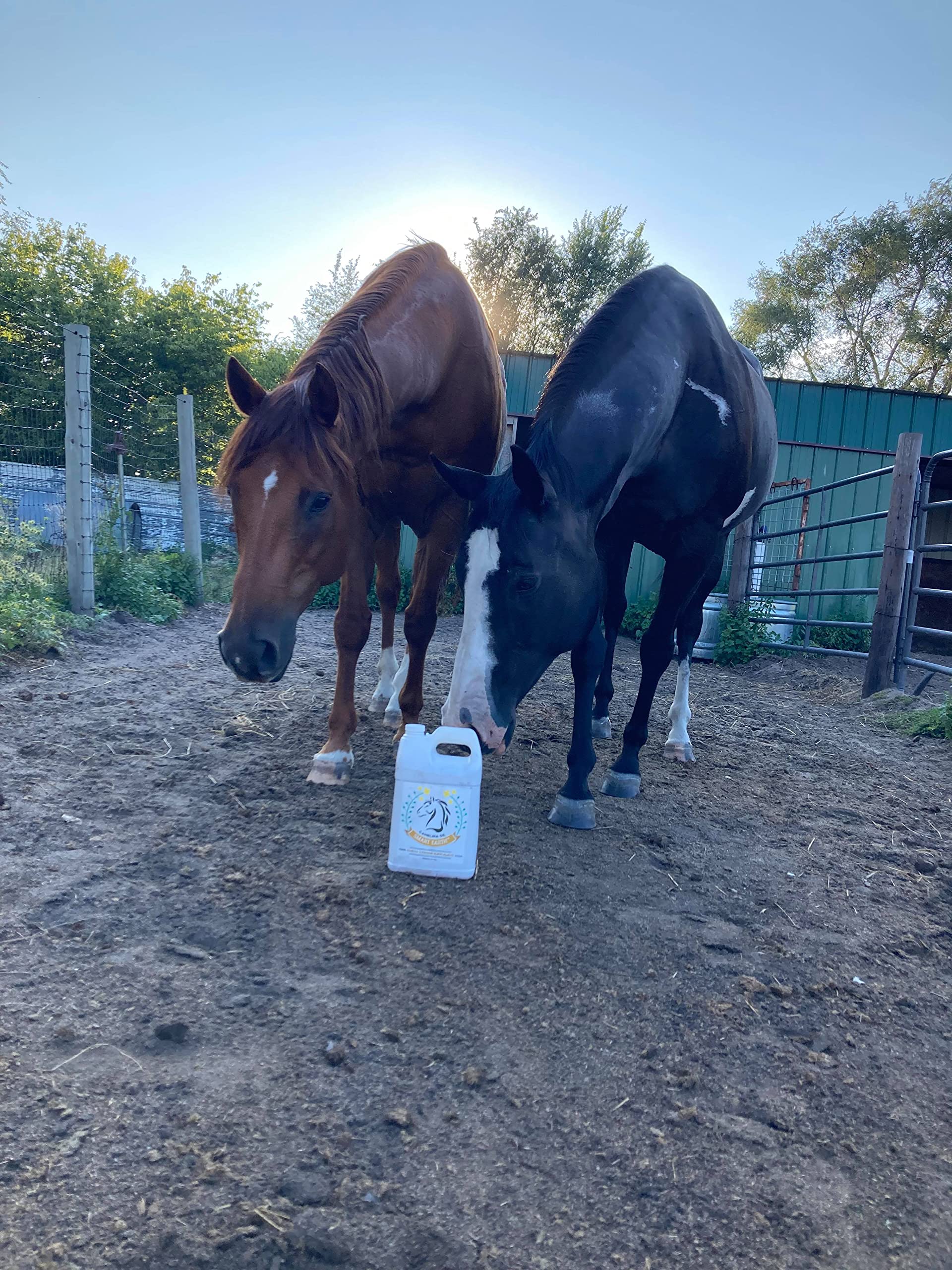 100% Pure Camelina Oil for Horses - Omega 3 & Vitamin E Rich Supplement for Healthy Coat, Strong Hooves, Joint Support & Weight Gain - Cold-Pressed False Flaxseed Oil with Pump - Made in Canada by Smart Earth - 1 Gallon - Perfect for Daily Equine Nutrition & Senior Horse Care
