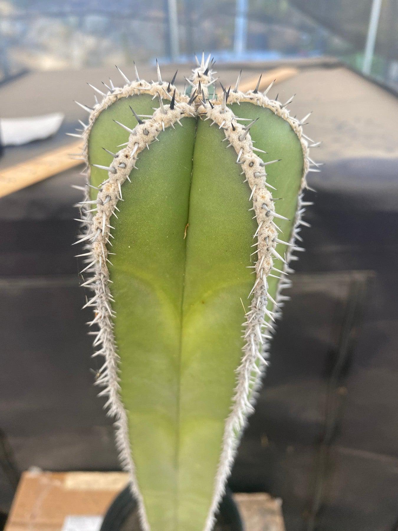 EC83 EXACT Pachycerus Marginatus Mexican Fencepost Cactus - Live Potted Plant (21