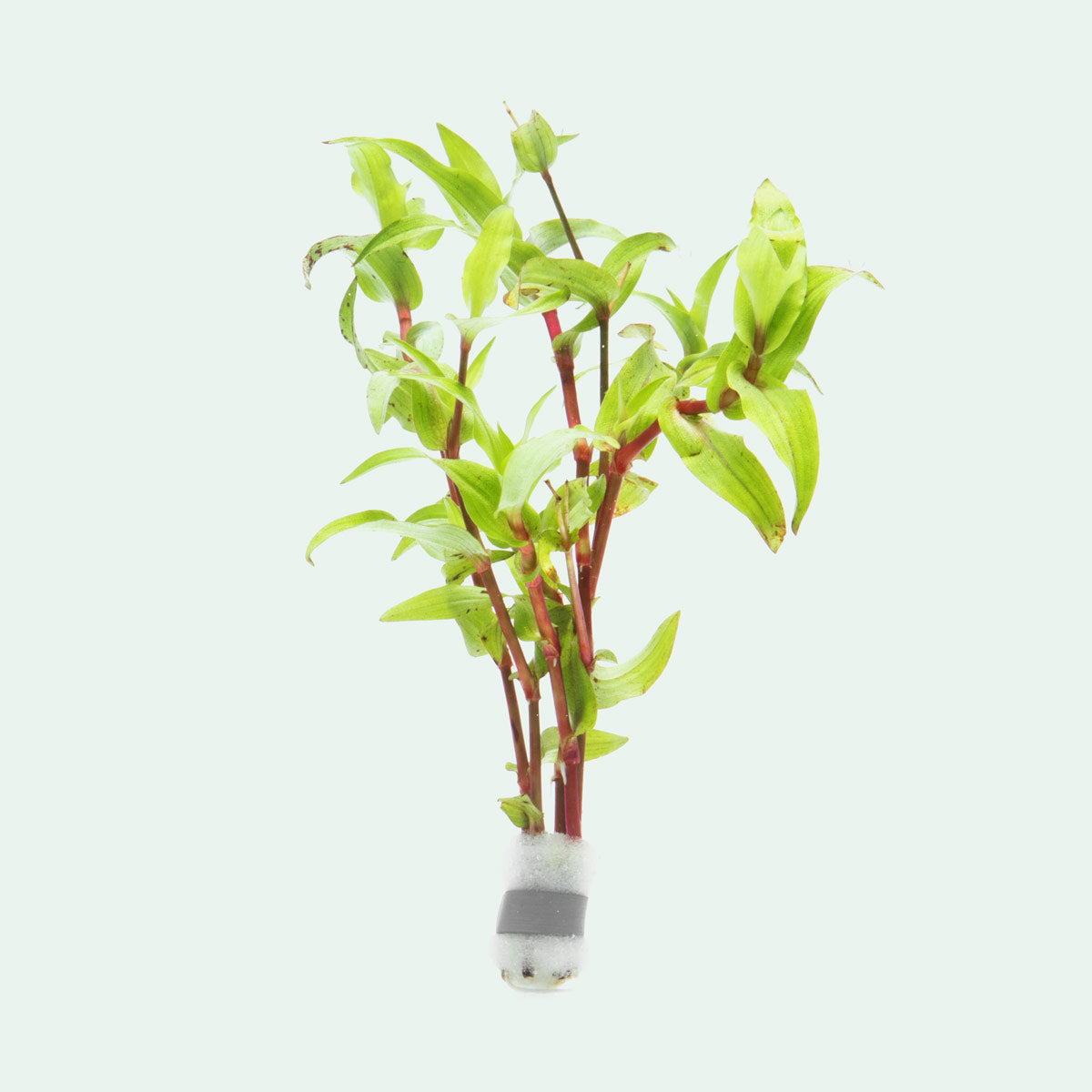 Murdannia Green Live Plant - Low Maintenance Indoor Houseplant for Home & Office Decor | Perfect for Terrariums, Tabletop Displays & Air Purification