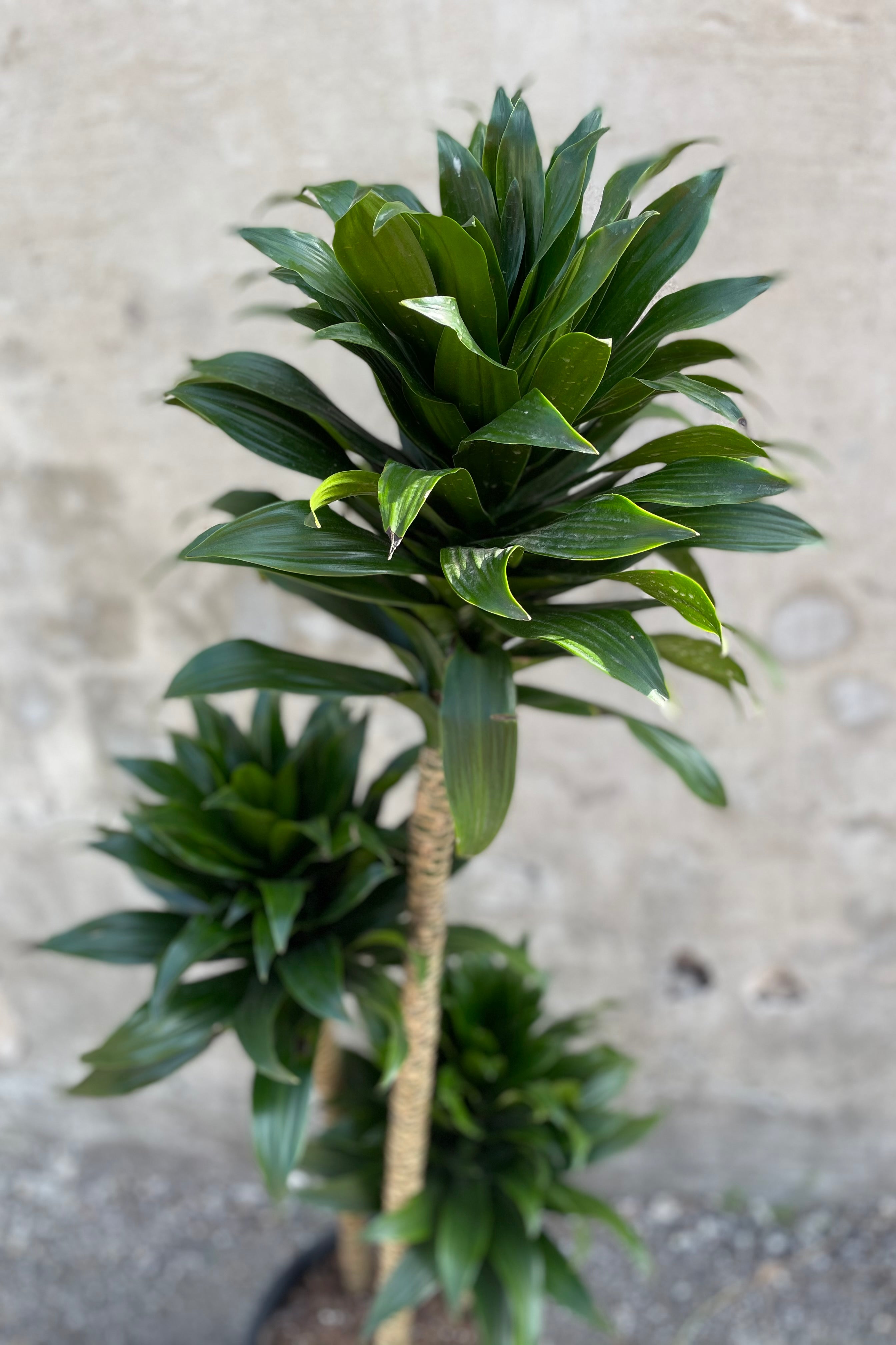 Dracaena 'Janet Craig Compacta' Indoor Plant - Low Light Houseplant for Home & Office Decor | Perfect for Living Rooms, Bedrooms, and Workspaces