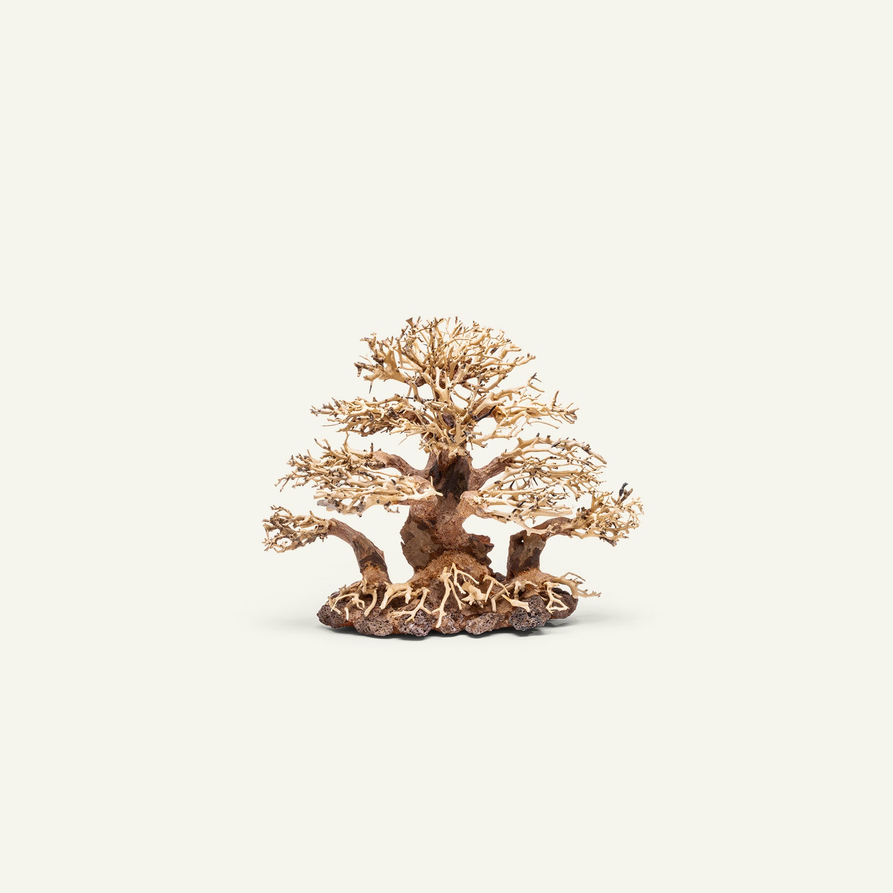 UNS Bonsai 004 - Premium Mini Bonsai Tree Kit for Home & Office Decor | Perfect Gift for Plant Lovers, Zen Garden Enthusiasts & Indoor Gardening
