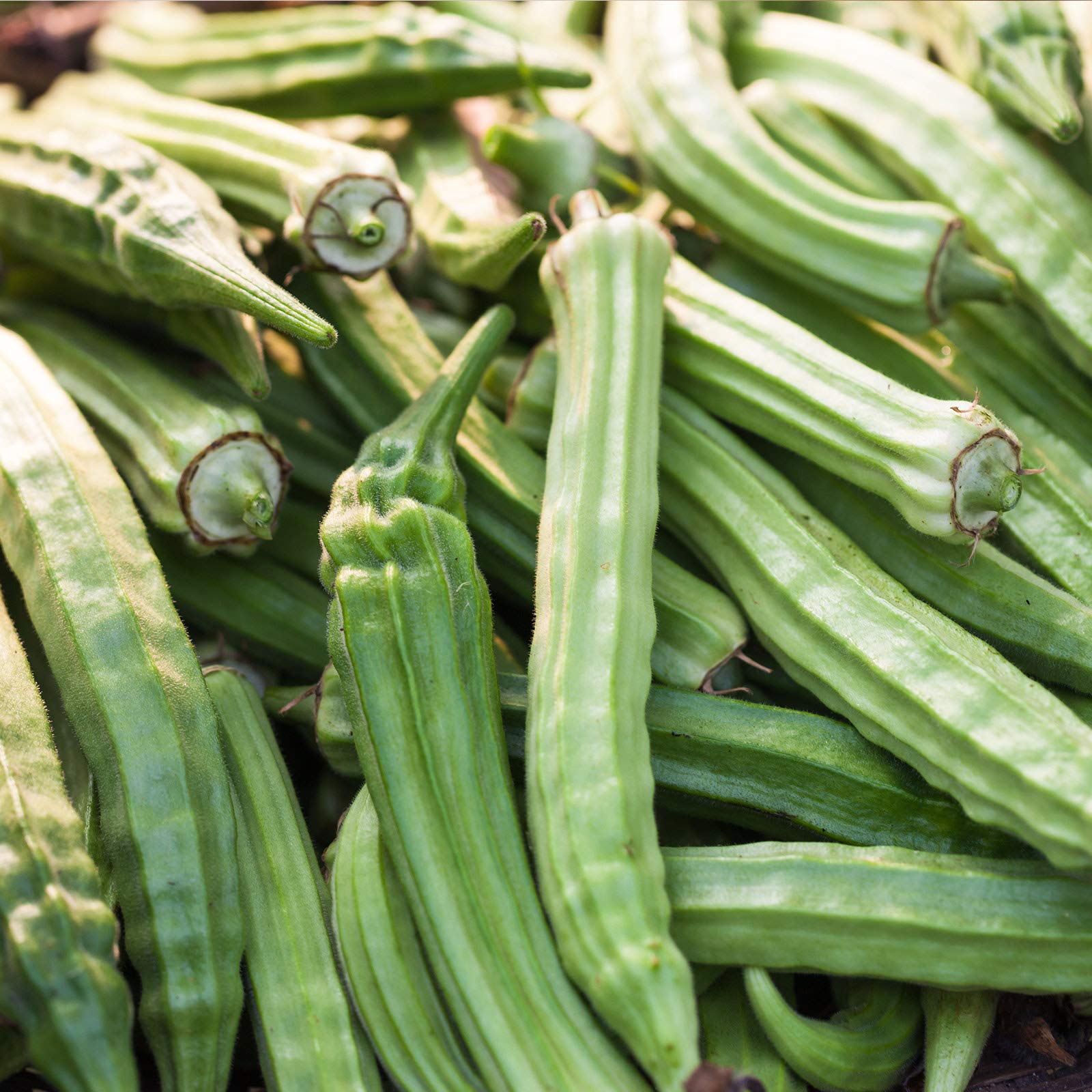 Heirloom Okra Seeds - Non-GMO, 175+ Seeds for Home Gardening - Grow Fresh Vegetables