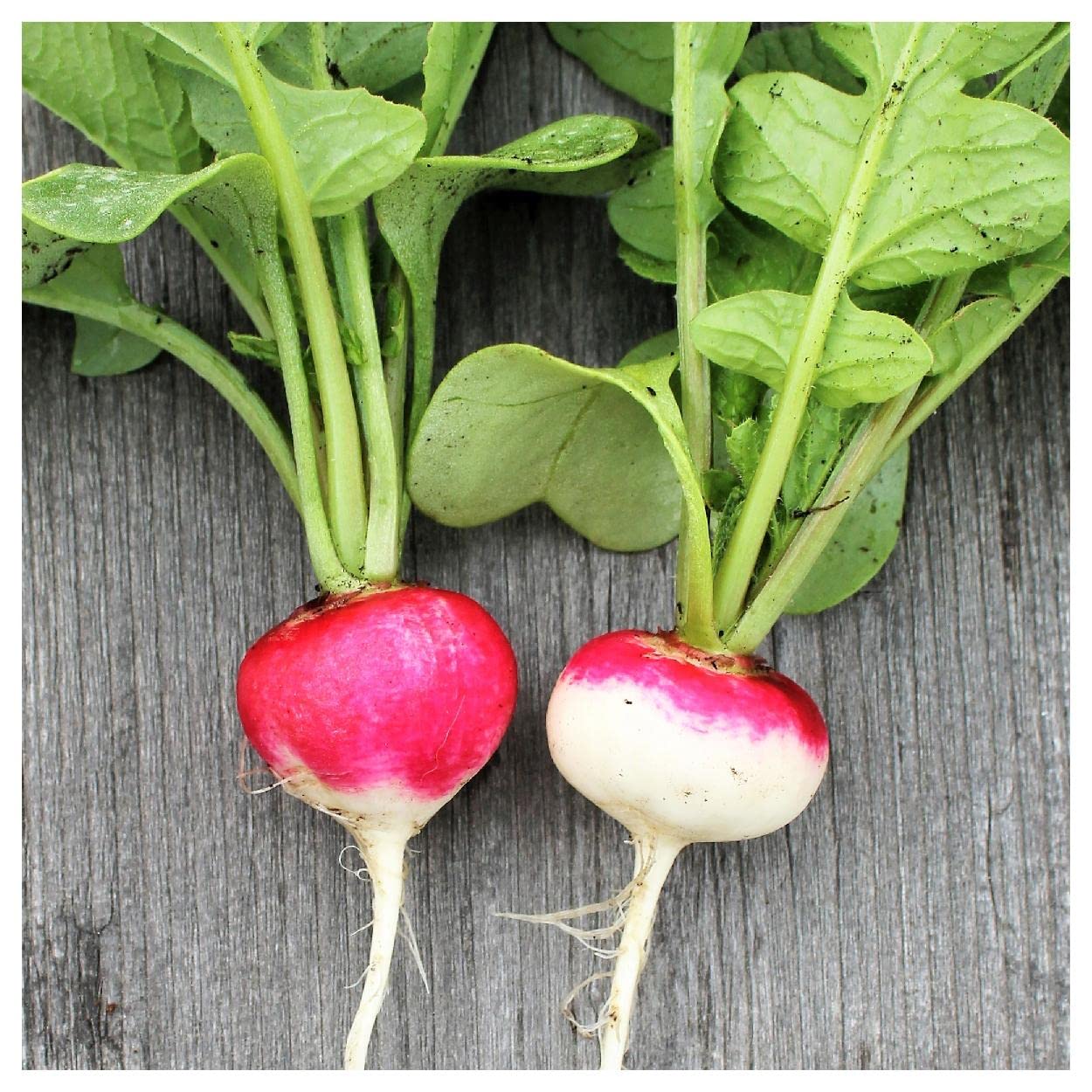 500 Sparkler White Tip Radish Seeds - Non-GMO Heirloom Vegetable Seeds for Home Gardening - Perfect for Salads, Containers & Organic Gardens