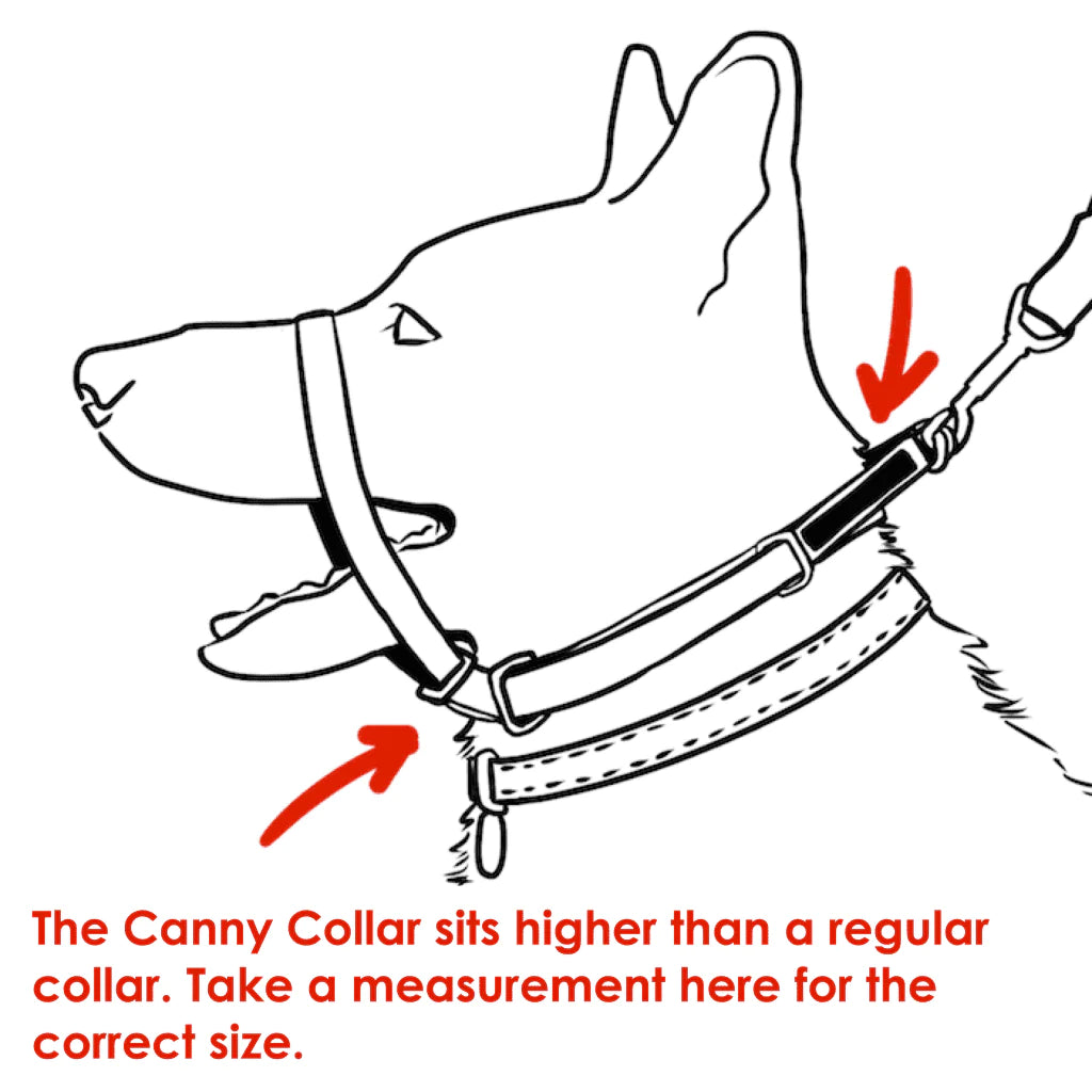 Canny Collar Black - Adjustable & Comfortable Dog Collar for Small Medium Large Dogs - Perfect for Walking, Training & Outdoor Adventures