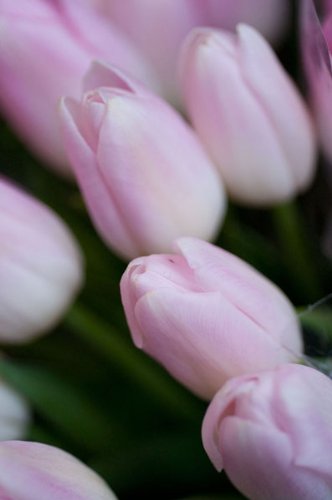 Soft Pink Tulips Floral Wall Art - Set of 2 Pastel Pink Tulip Photograph Prints (11x14 Inches) for Home Decor, Living Room, Bedroom & Office