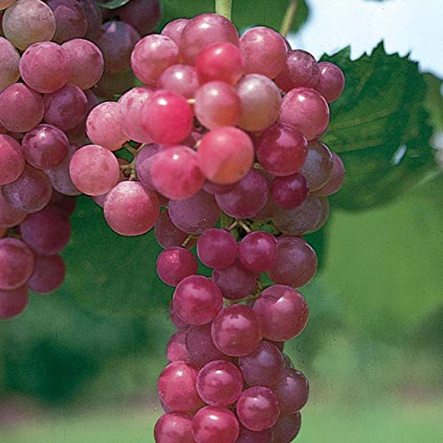 1 Gallon Flame Seedless Grape Vine - Popular Red Grape Variety for Home Gardens, Fresh Eating & Raisin Making | Perfect for Backyard Vineyards, Fresh Snacking & Healthy Recipes