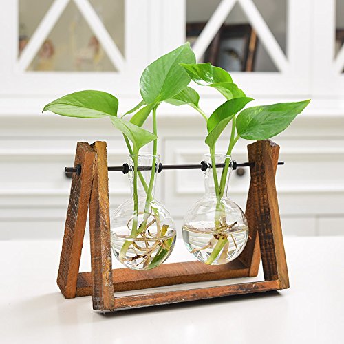 Studyset Glass Plant Pots - Creative Hydroponic Terrarium with Wood Stand, 2 Glass Balls for Succulents, Air Plants & Home Decor | Perfect for Office Desk, Living Room & Gift Ideas
