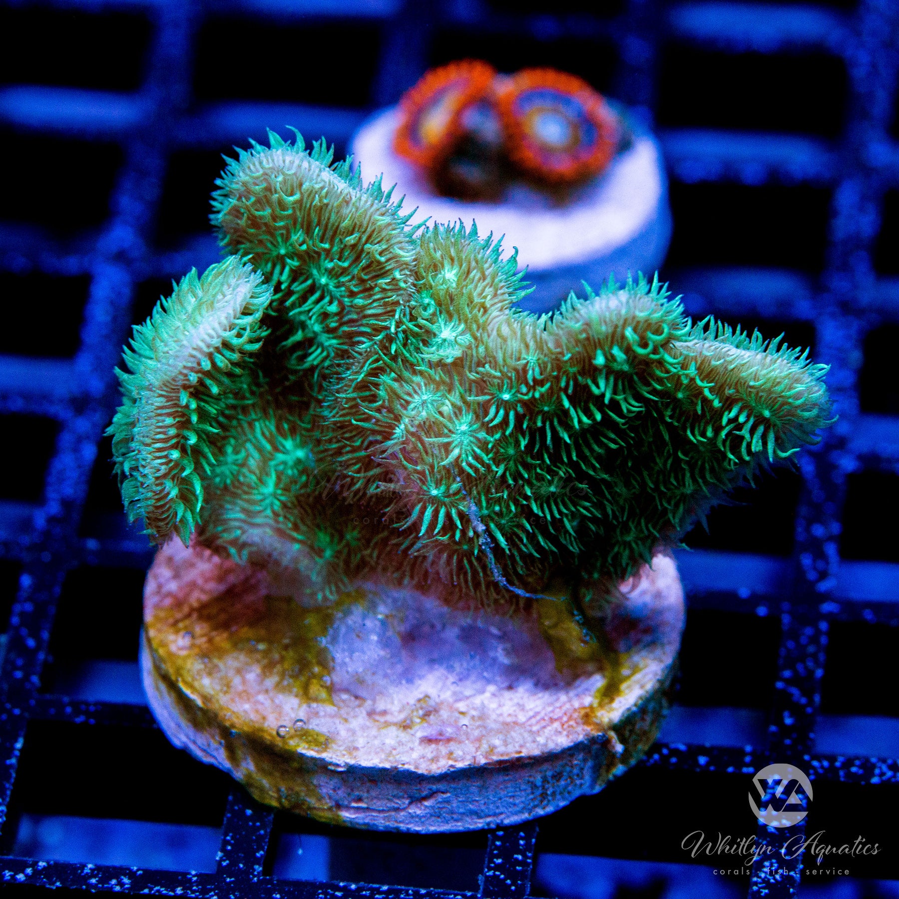 Premium Cactus Pavona Coral for Saltwater Aquariums - Live Coral for Reef Tanks, Marine Aquascaping & Coral Frags