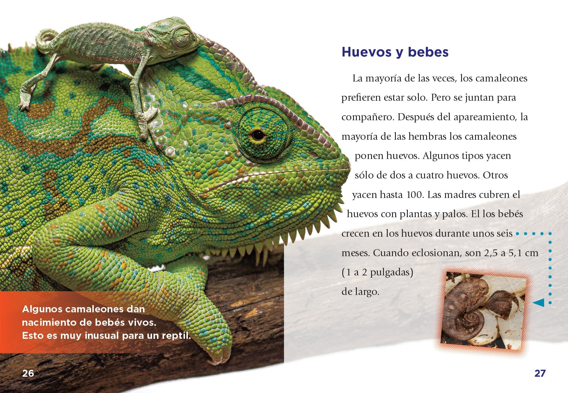 Los Camaleones 9781623109585 - Chameleons Book for Kids & Adults - Perfect for Animal Lovers, Science Education & Nature Exploration