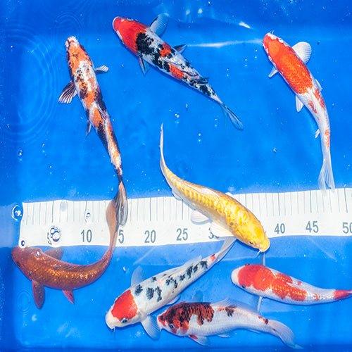 Premium Mixed Koi Fish Bundle - 10 x 2-3 Inch & 1 x Grade AA 7-8 Inch Koi for Ponds, Aquariums & Water Gardens | Perfect for Outdoor Decor, Landscaping & Fish Enthusiasts