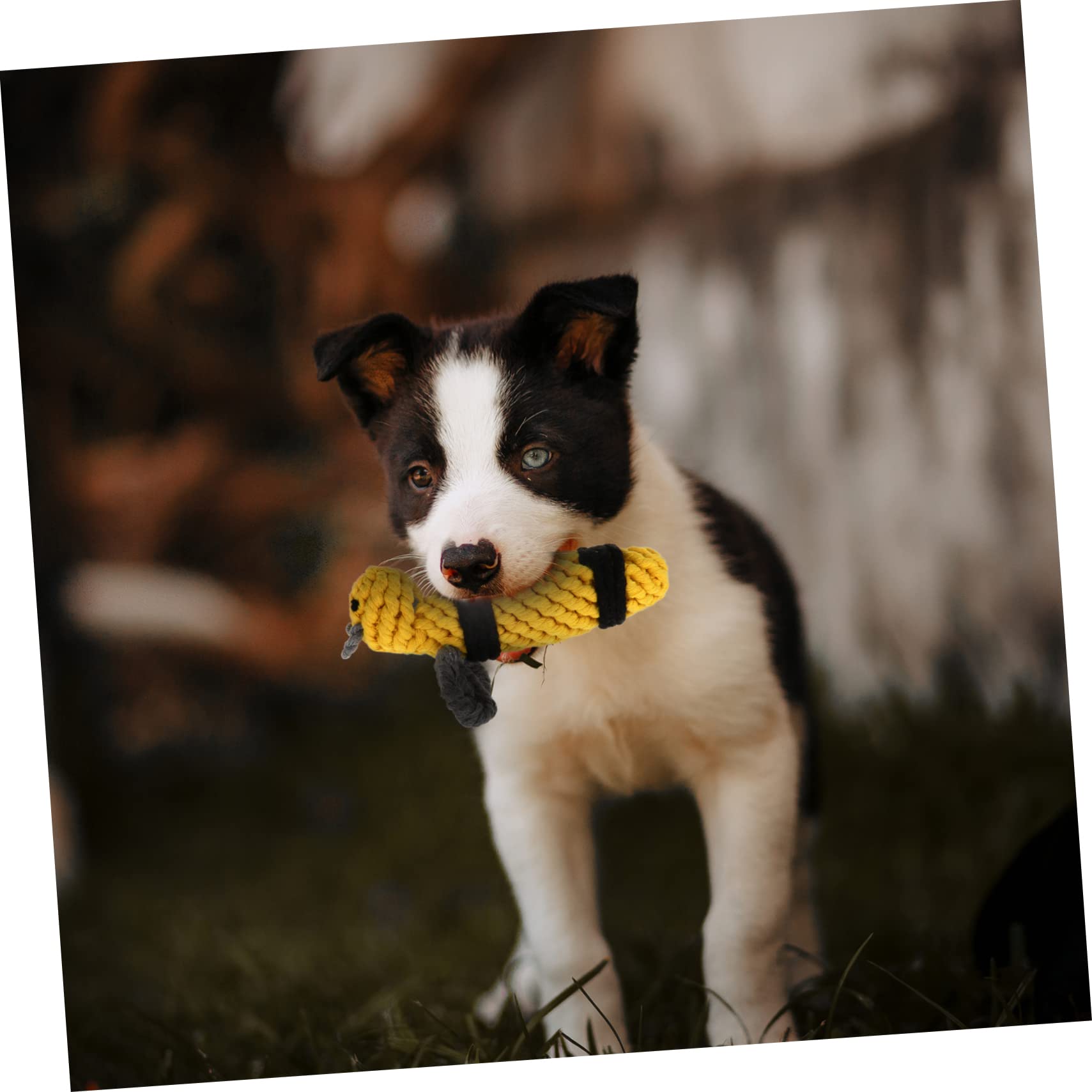 SUPVOX Bee Cotton Rope Chew Toy for Dogs - Durable Interactive Knot Toy for Puppy Training & Teeth Cleaning - Perfect for Playtime, Fetch Games, and Aggressive Chewers