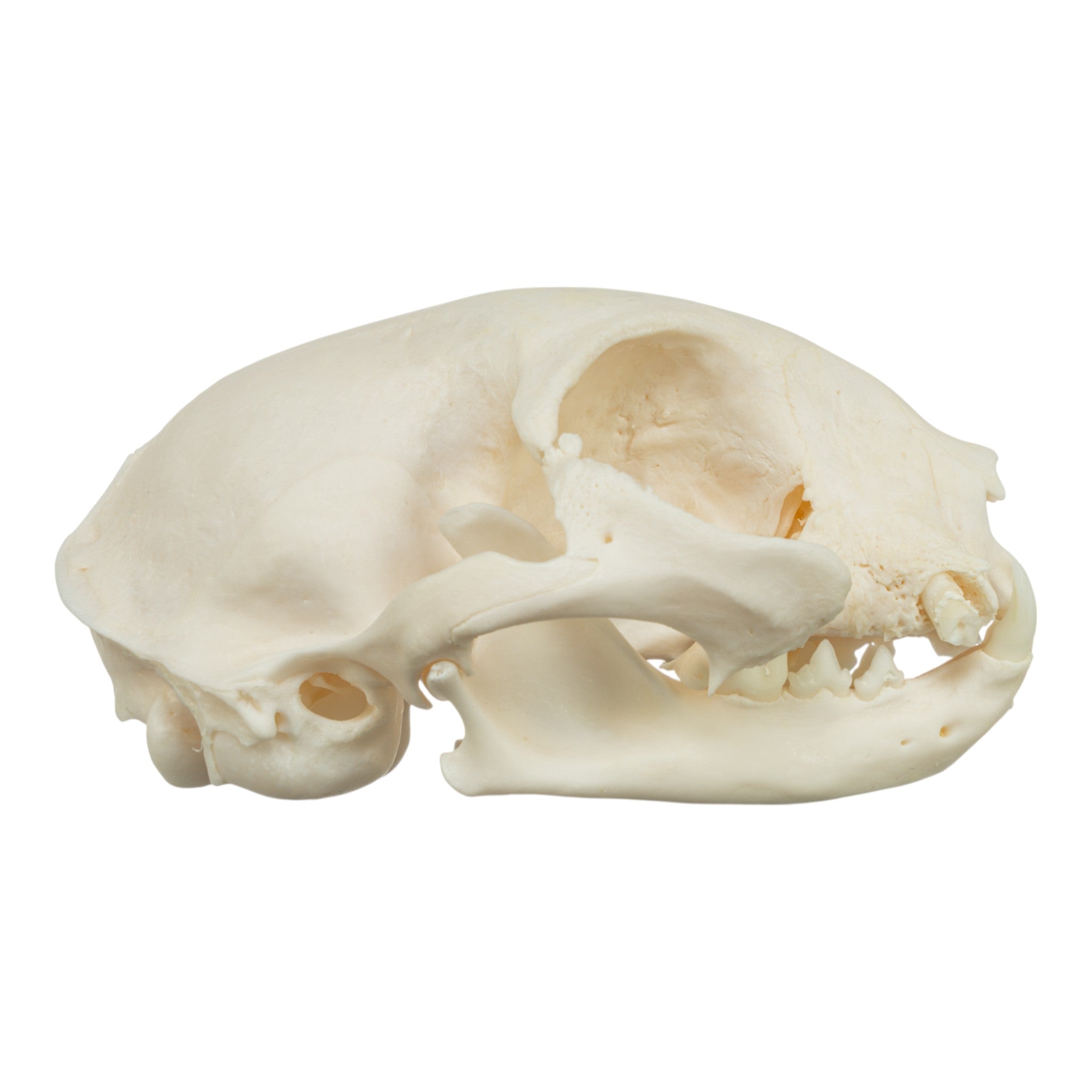 Authentic Domestic Cat Skull Specimen - Veterinary Pathology Study, Animal Anatomy Display & Halloween Decor