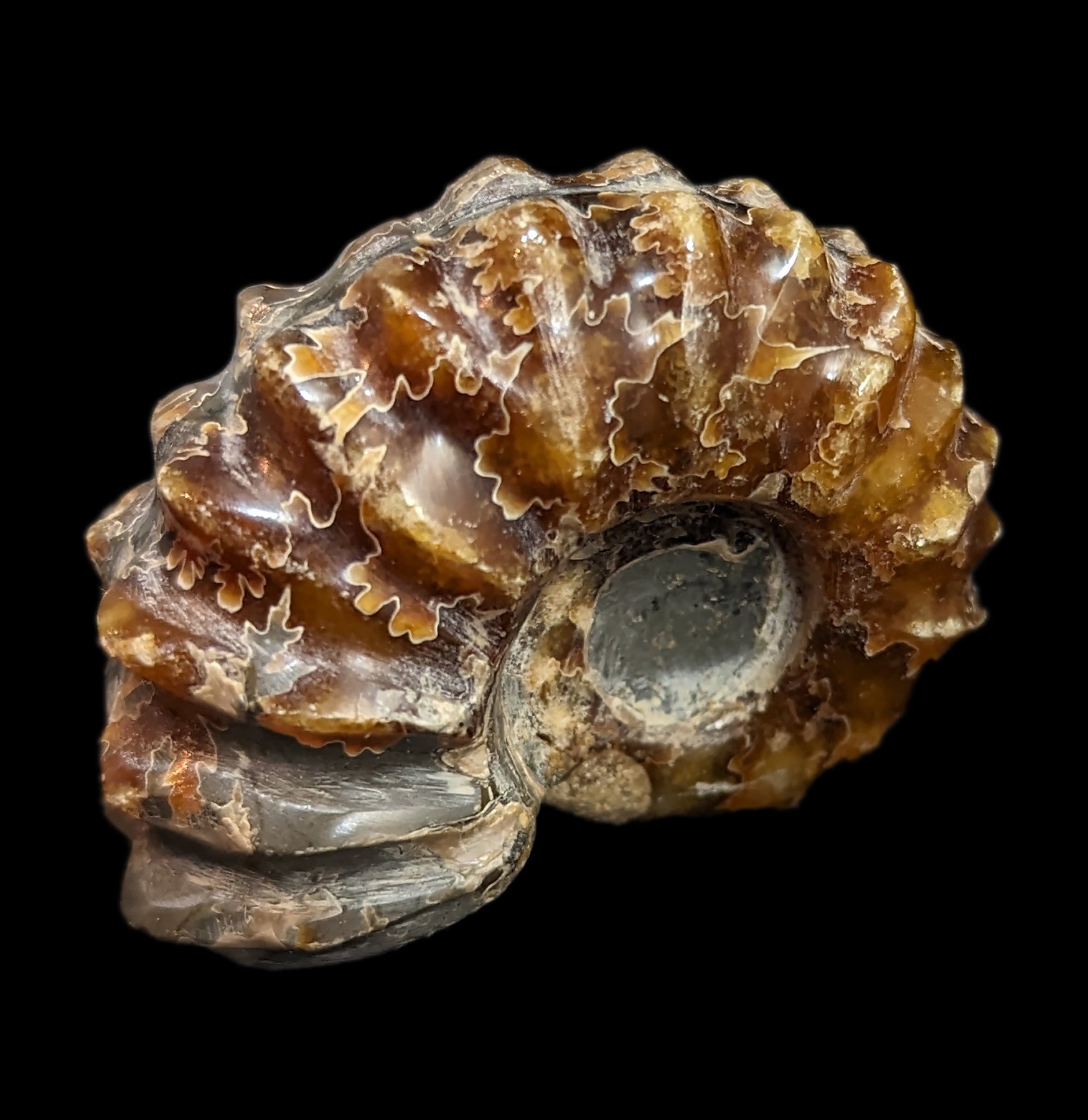 Authentic Douvilleiceras Inquinodum Ammonite Fossil - Rare Prehistoric Specimen for Collectors, Home Decor & Educational Displays