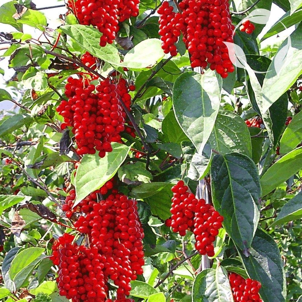 Premium VietFA 7 Schisandra Chinensis Seeds for Planting - Organic Chinese Magnolia Vine Seeds for Home Garden, Herbal Tea & Natural Remedies - Grow Your Own Medicinal Plants for Wellness & Culinary Use