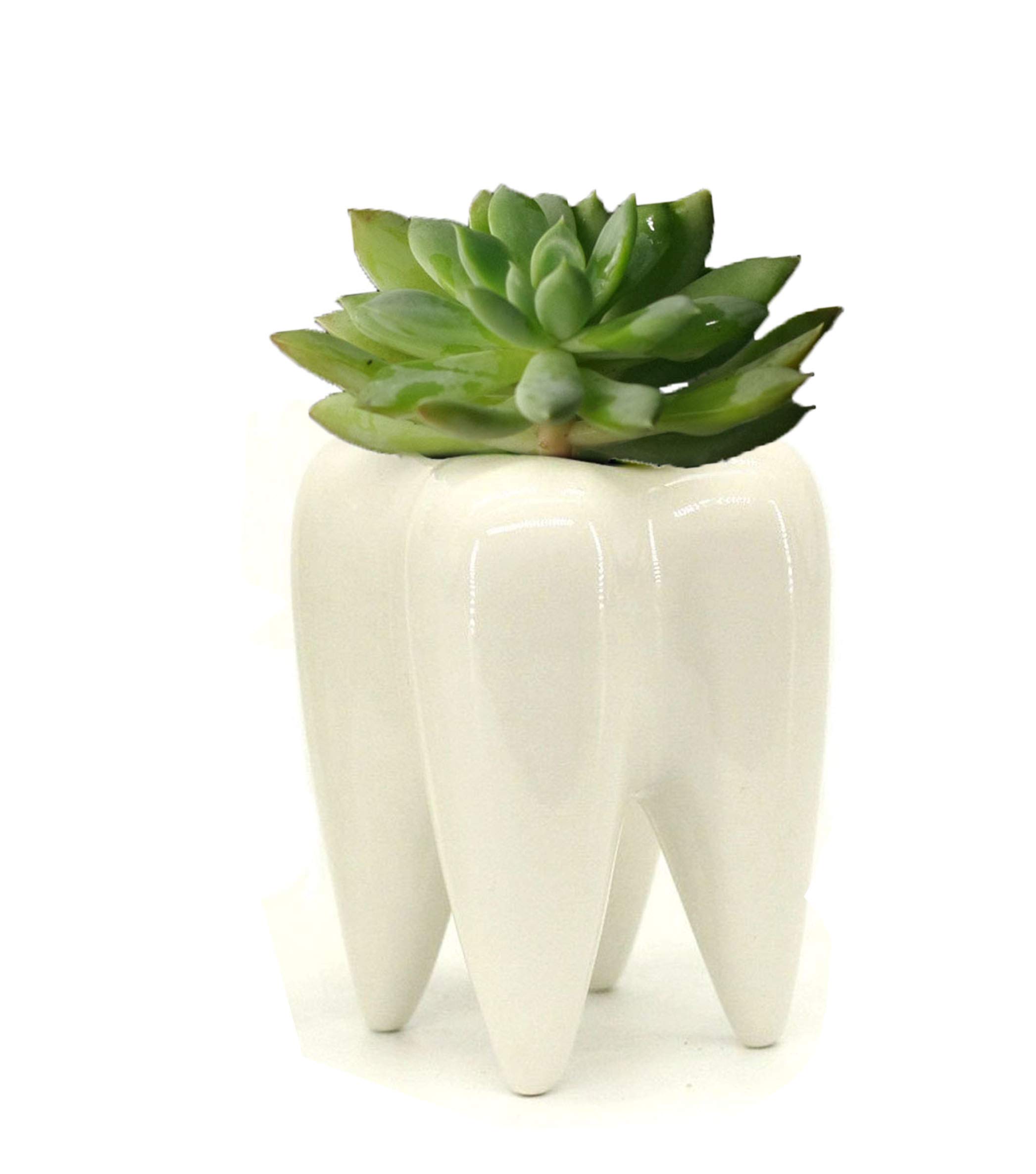 MONMOB Ceramic Tooth-Shaped Pen Holder, Pencil Holder, Toothbrush Stand, Succulent Planter - Cute Office & School Desk Organizer, Dentist Gift Idea (3.9 Inch) - Perfect for Dental Offices, Bathroom Countertops & Study Desks
