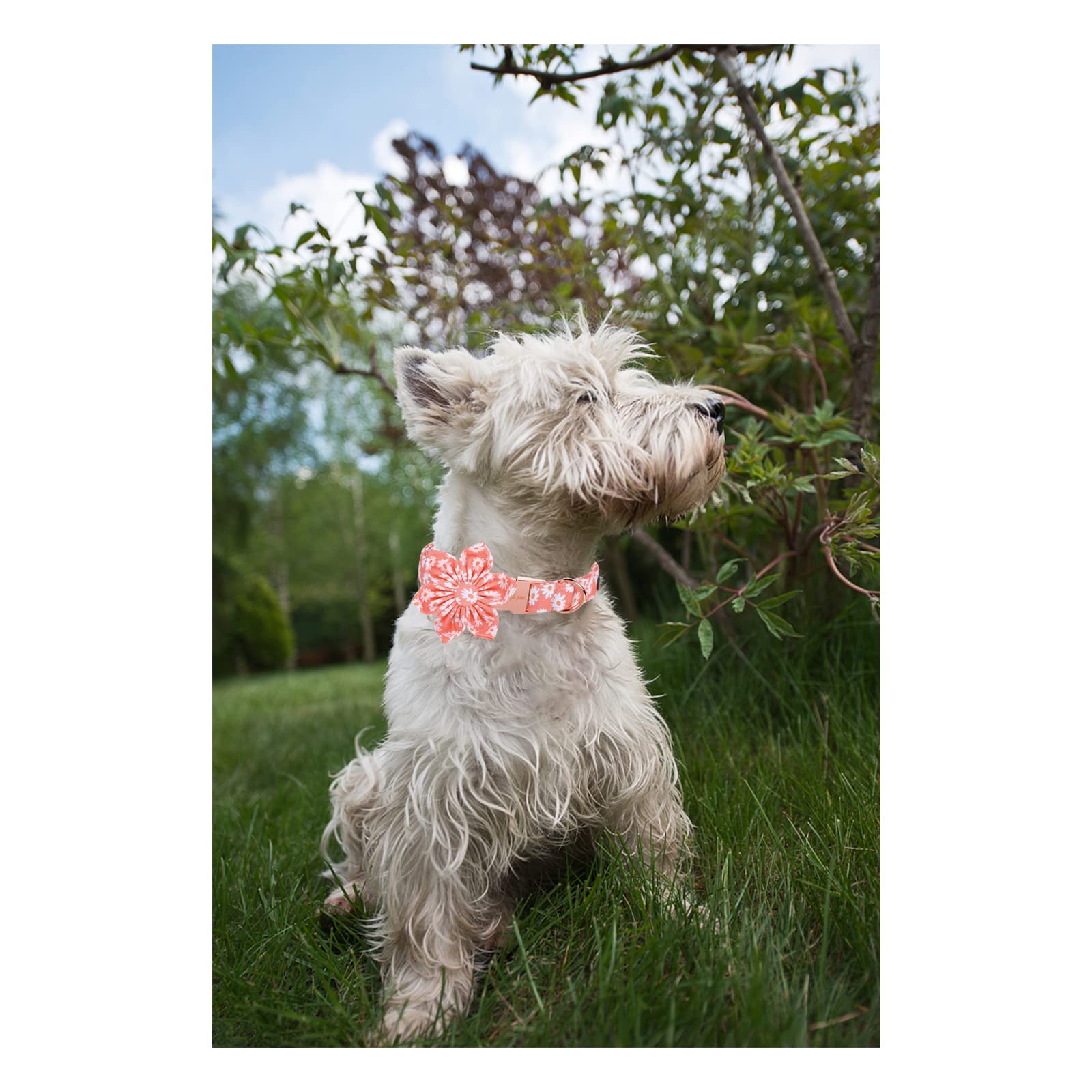 Stylish Pink Daisy Flower Dog Collar with Adjustable Metal Buckle - Summer Pet Accessory for Small, Medium & Large Dogs - Perfect for Walks, Pet Photos & Special Occasions