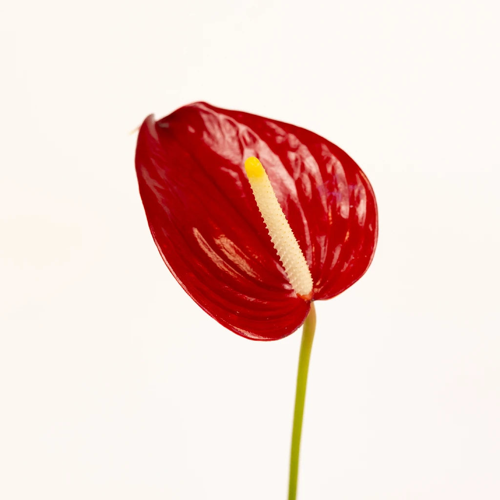Anthurium Red - Exotic Tropical Flower for Home Decor, Wedding Bouquets & Gift Ideas | Perfect for Indoor Plants, Floral Arrangements & Party Centerpieces